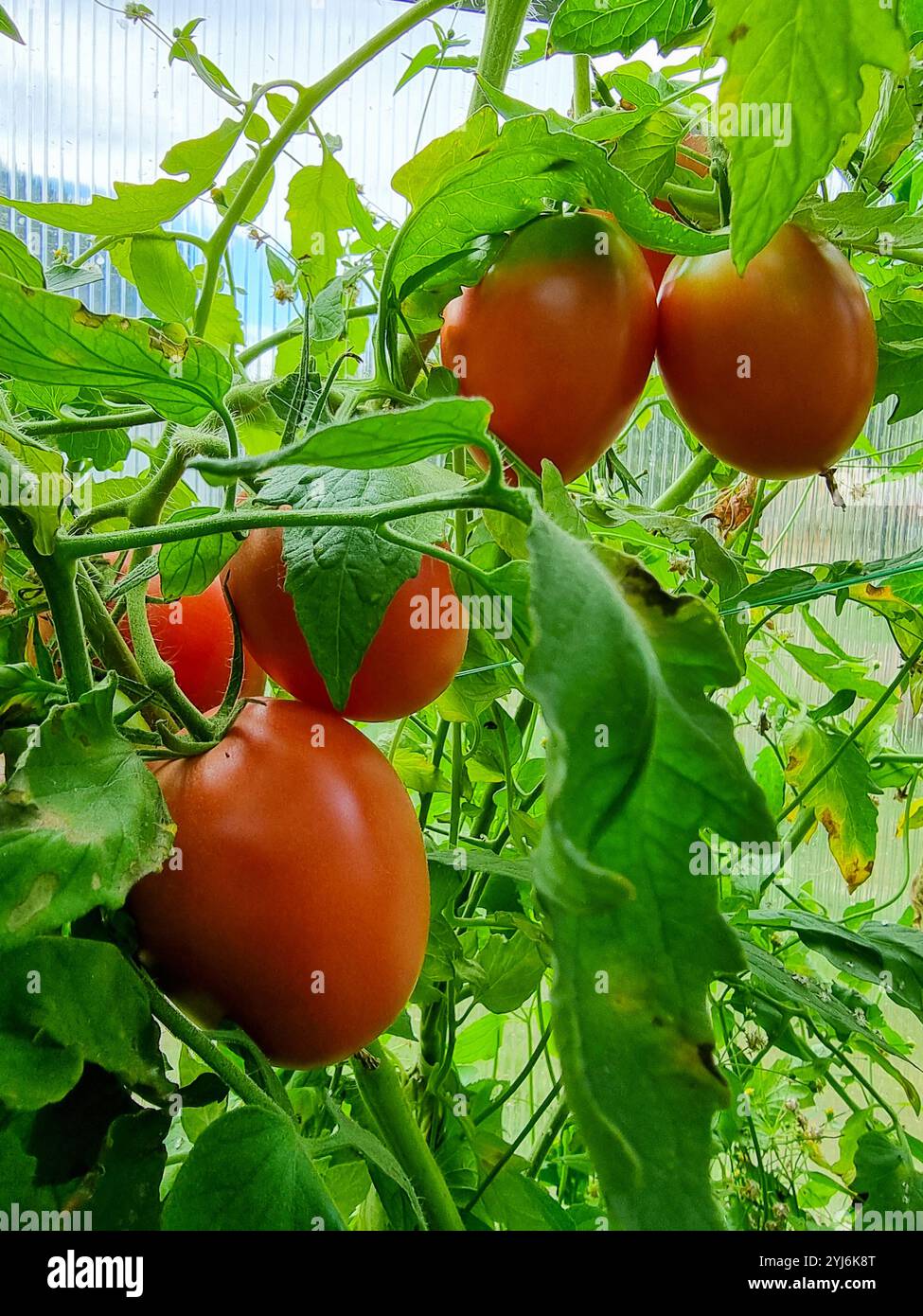 Les tomates ovales rouges mûrissent sur les tiges des buissons de tomates. Cultiver des tomates en serre. Banque D'Images
