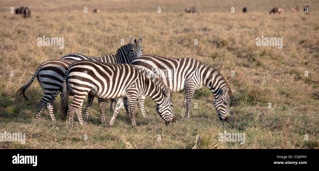 Plains Zebras paissant en Afrique Banque D'Images