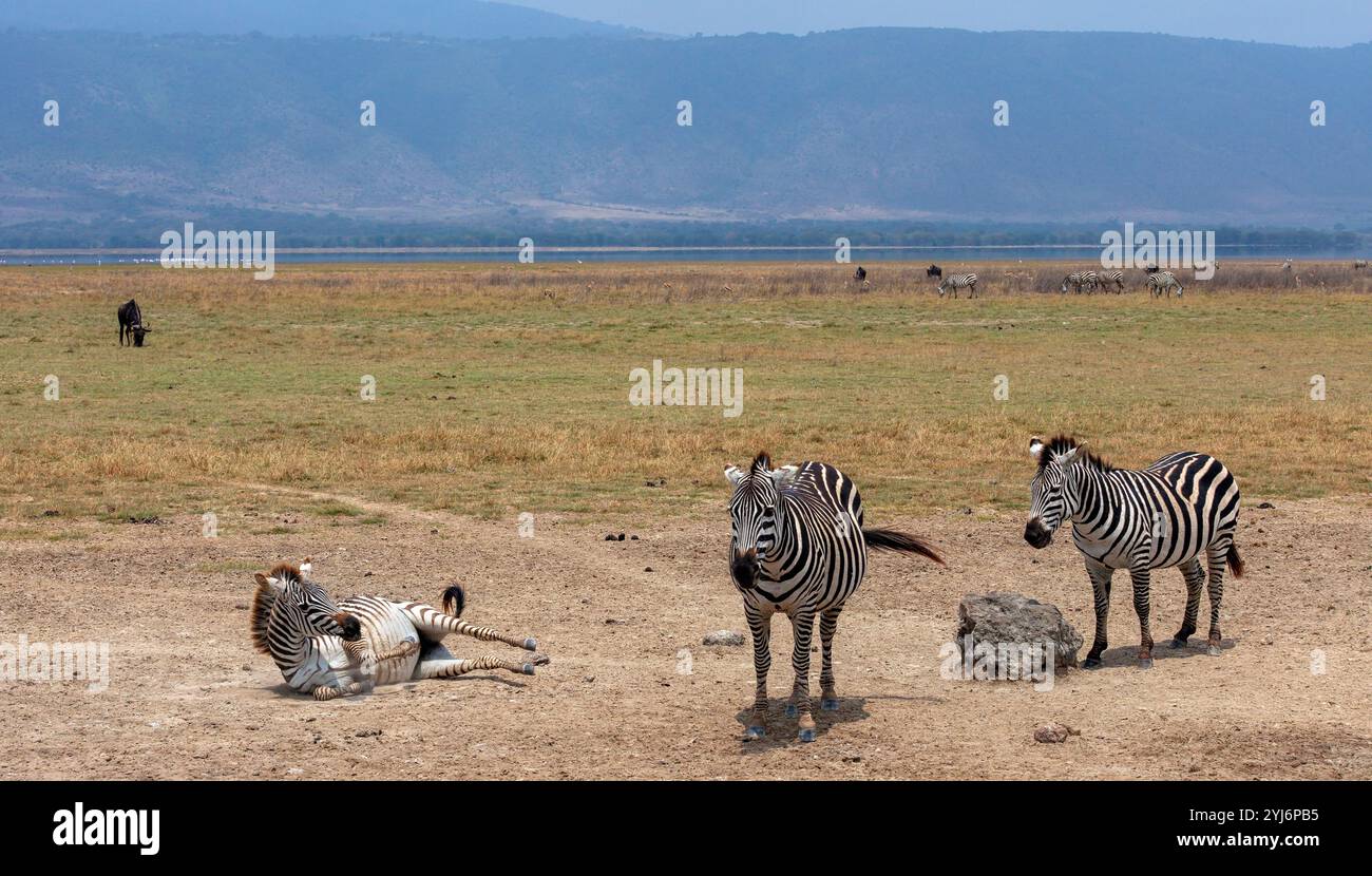 Zèbres des plaines dans le cratère du Ngorongoro, Tanzanie, Afrique de l'est Banque D'Images