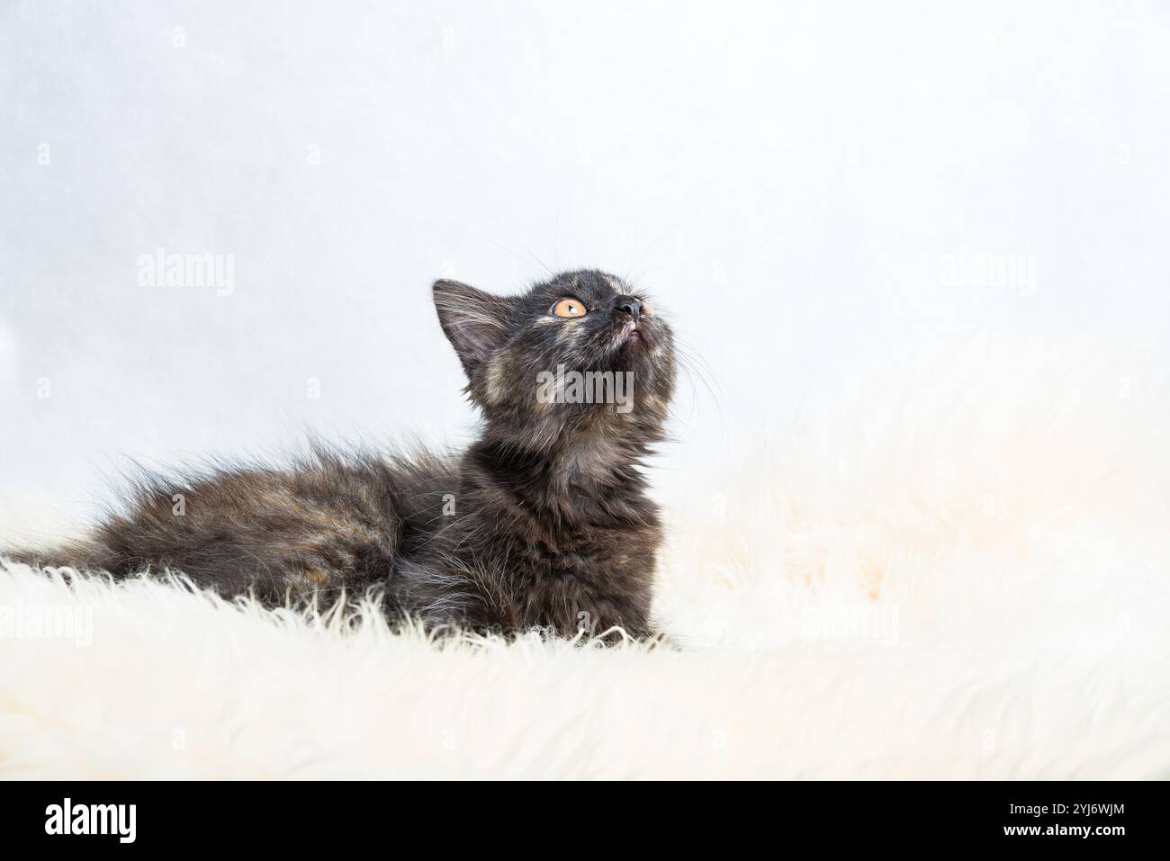 Kitty en écaille de tortue de trois mois en position de chasse couché sur la fourrure synthétique blanche sur fond blanc Banque D'Images