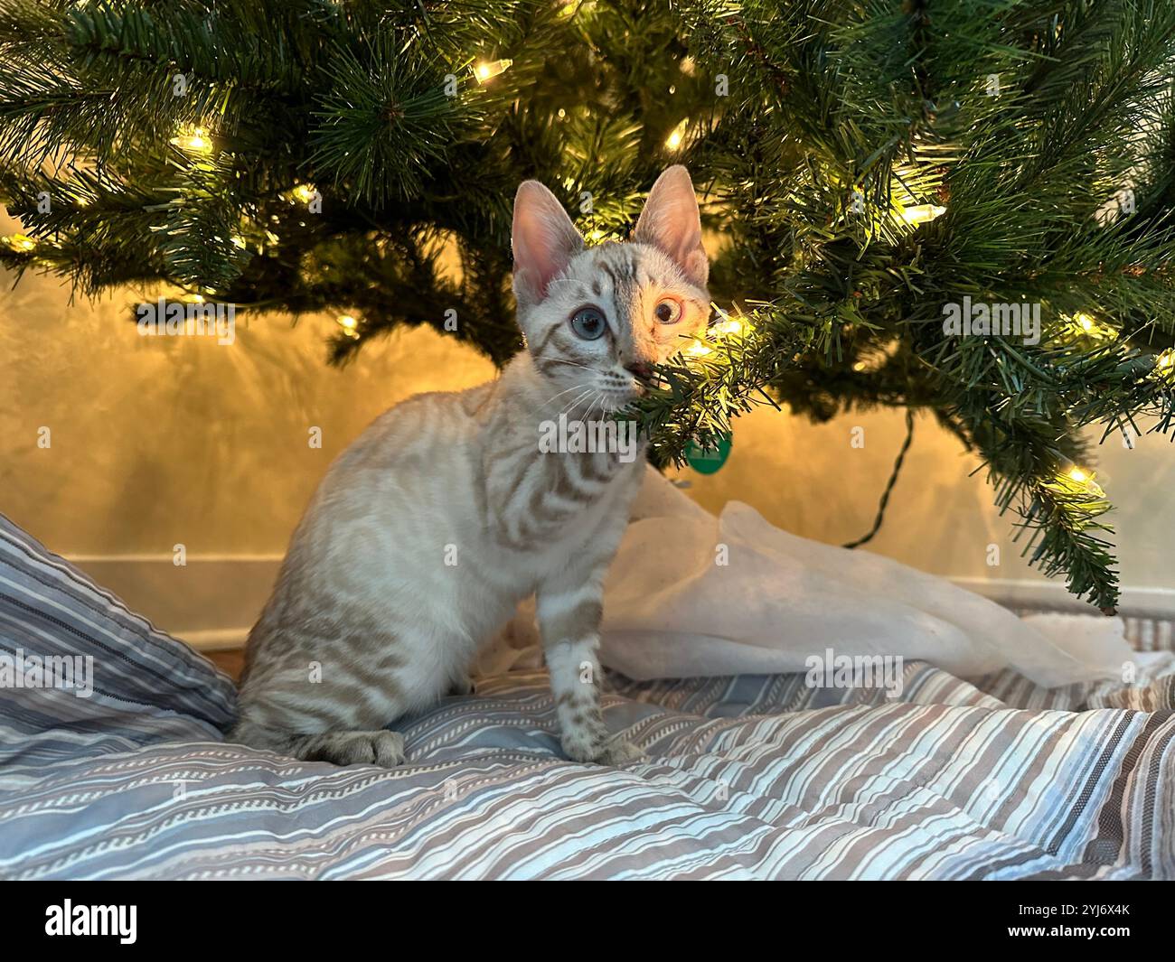 Un chat Bengale blanc sous l'arbre de Noël, mâchant des branches à feuilles persistantes avec des lumières de Noël Banque D'Images