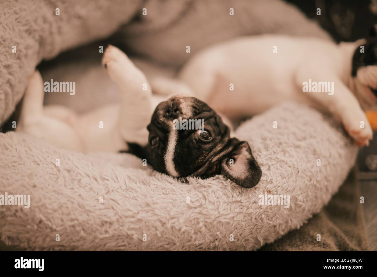 Chiot posant pour photo, endormi Banque D'Images