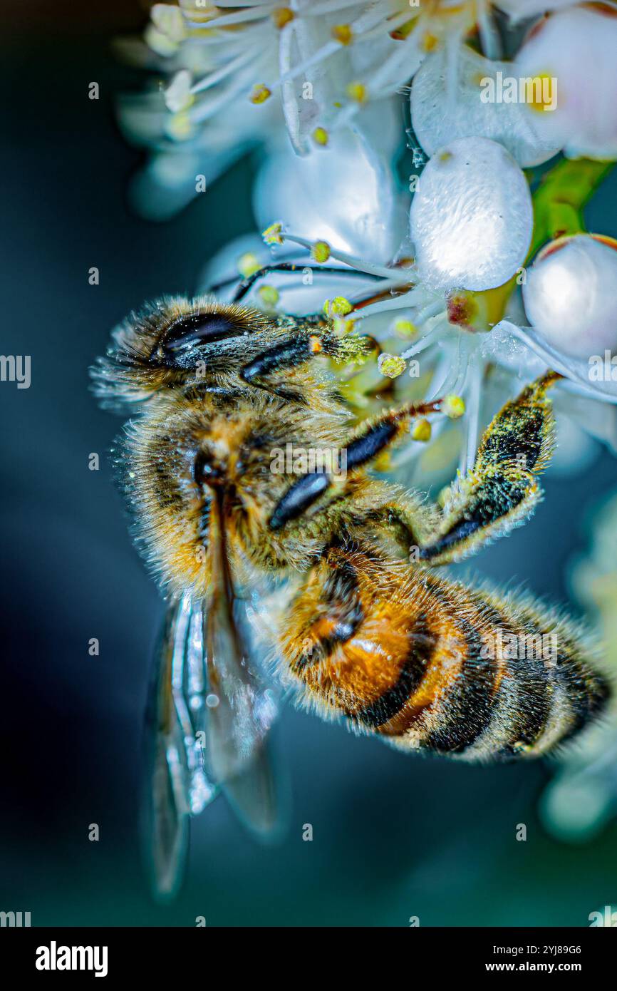 Abeille africaine pollinisant dans les fleurs européennes blanches Banque D'Images