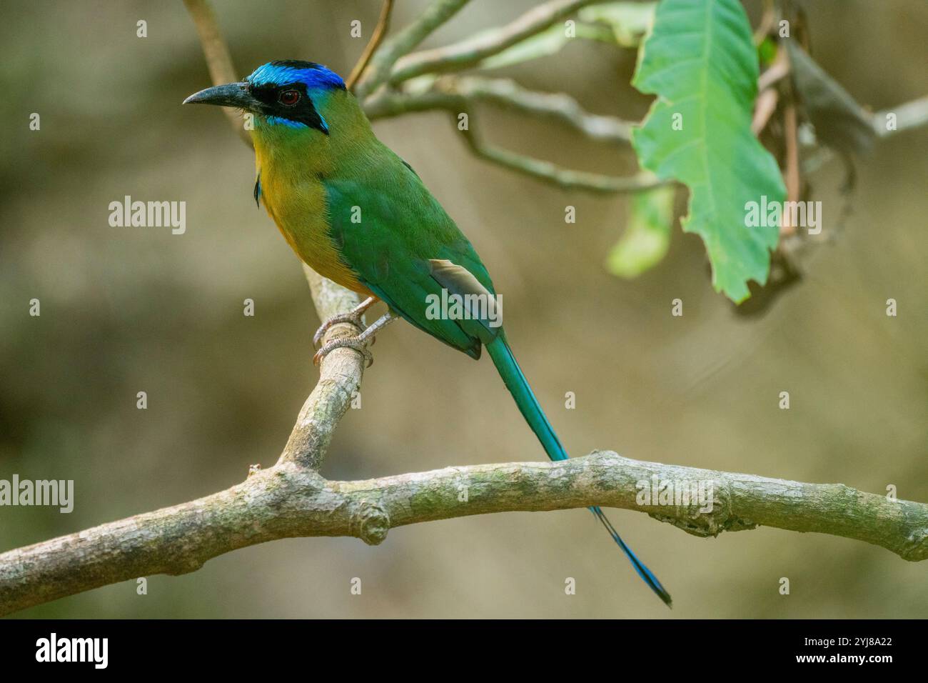 Motmot à couronne bleue (Momotus momota) perché dans un arbre près de Bonito, Mato Grosso do Sul, Brésil. Banque D'Images