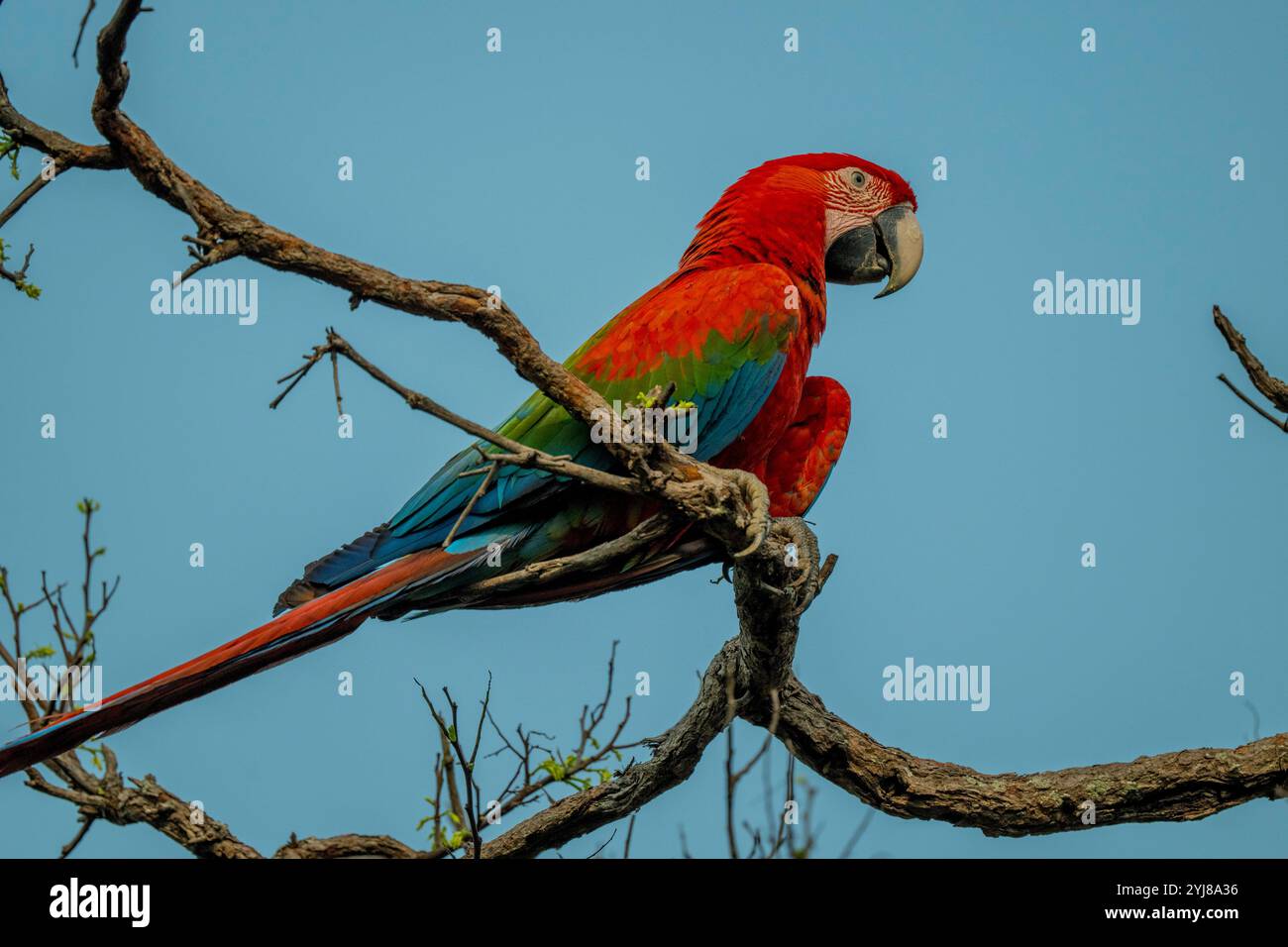 Aras rouge et vert ou aras aux ailes vertes (Ara chloropterus) perché dans un arbre près de Bonito, Mato Grosso do Sul, Brésil. Banque D'Images