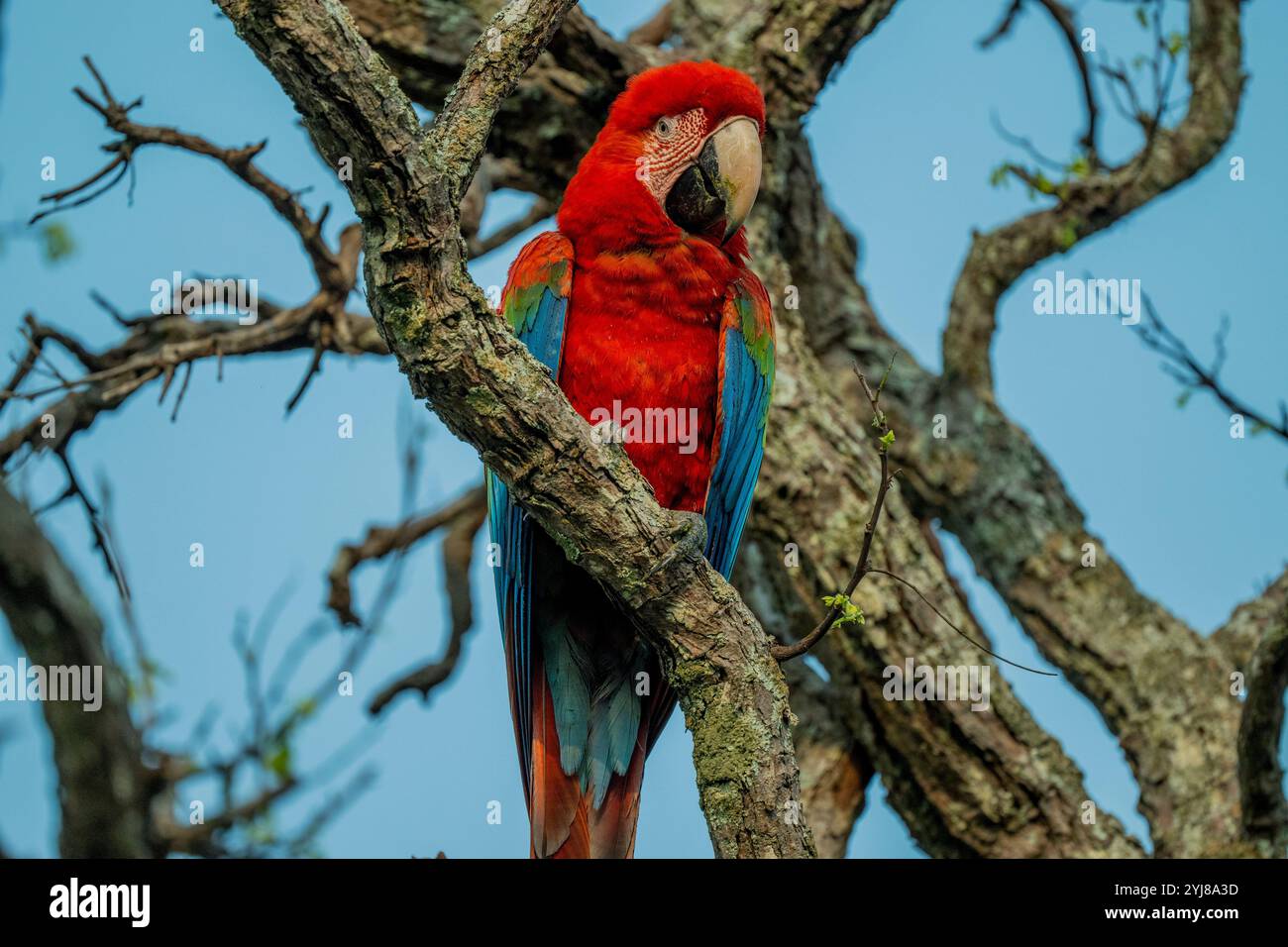 Aras rouge et vert ou aras aux ailes vertes (Ara chloropterus) perché dans un arbre près de Bonito, Mato Grosso do Sul, Brésil. Banque D'Images