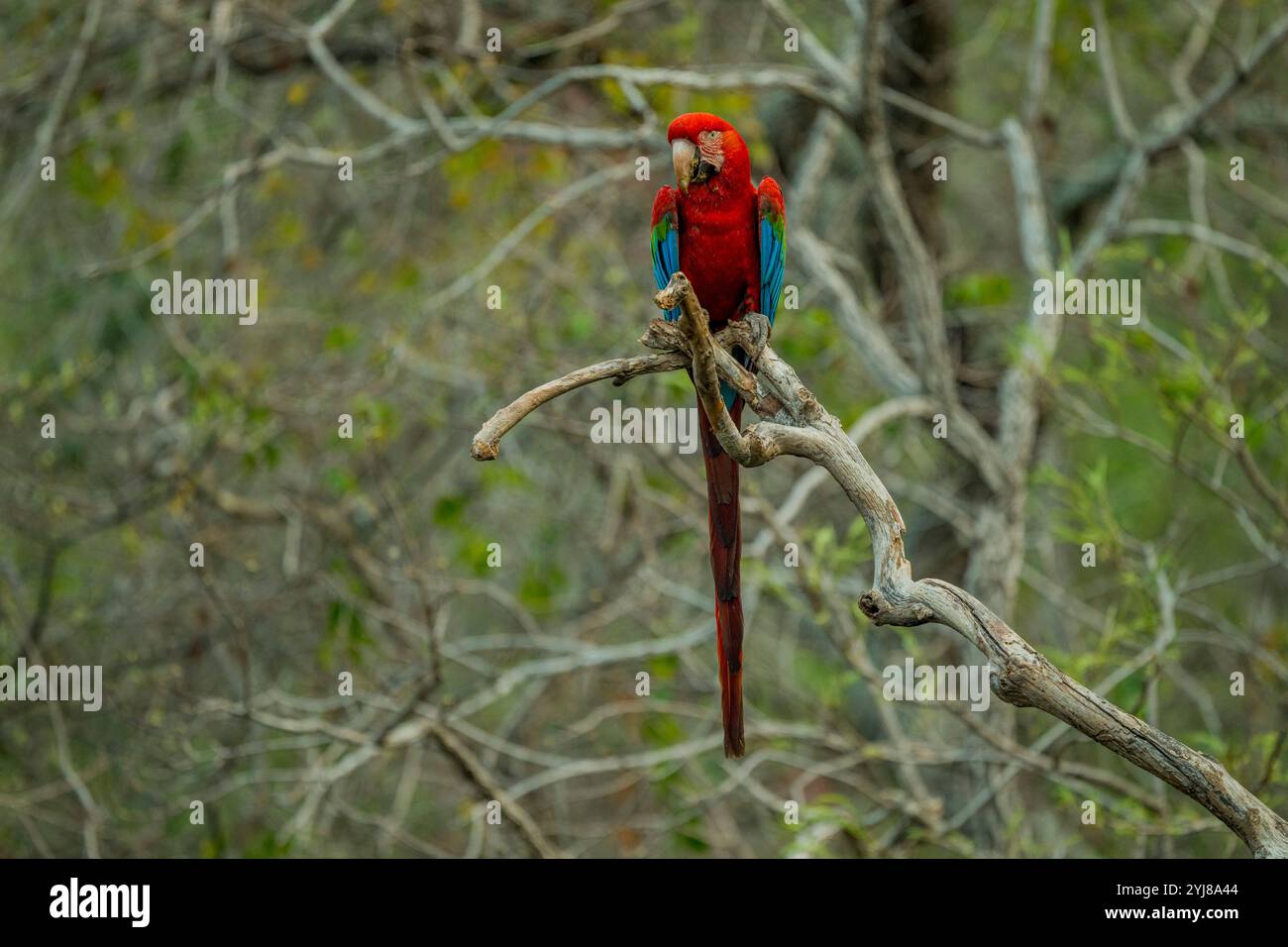 Aras rouge et vert ou aras aux ailes vertes (Ara chloropterus) perché dans un arbre près de Bonito, Mato Grosso do Sul, Brésil. Banque D'Images