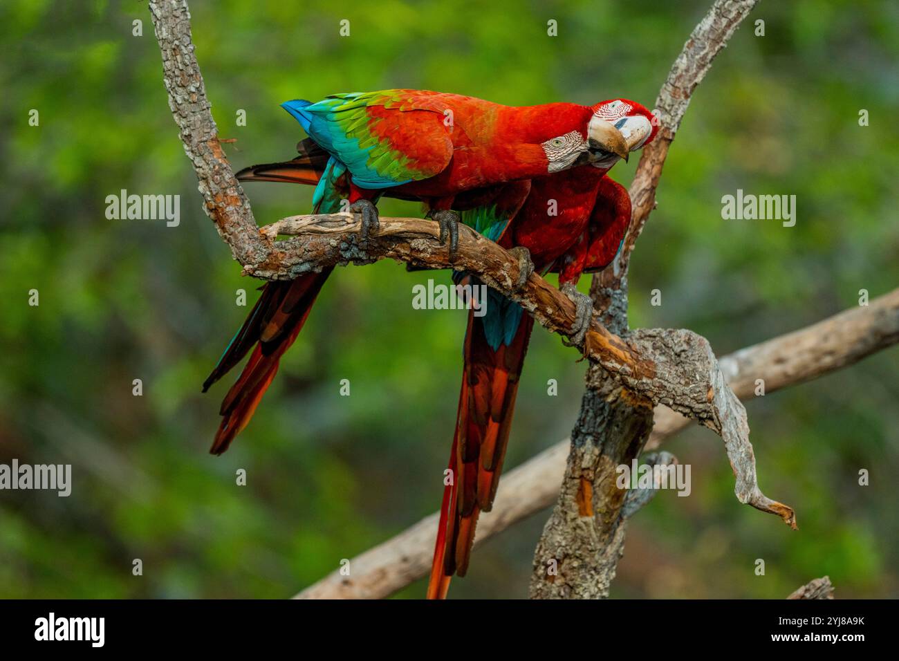 Aras rouges et verts ou aras à ailettes vertes (Ara chloropterus) perchés dans un arbre sur les falaises de grès du buraco das Araras (trou de macas), n° 1 Banque D'Images