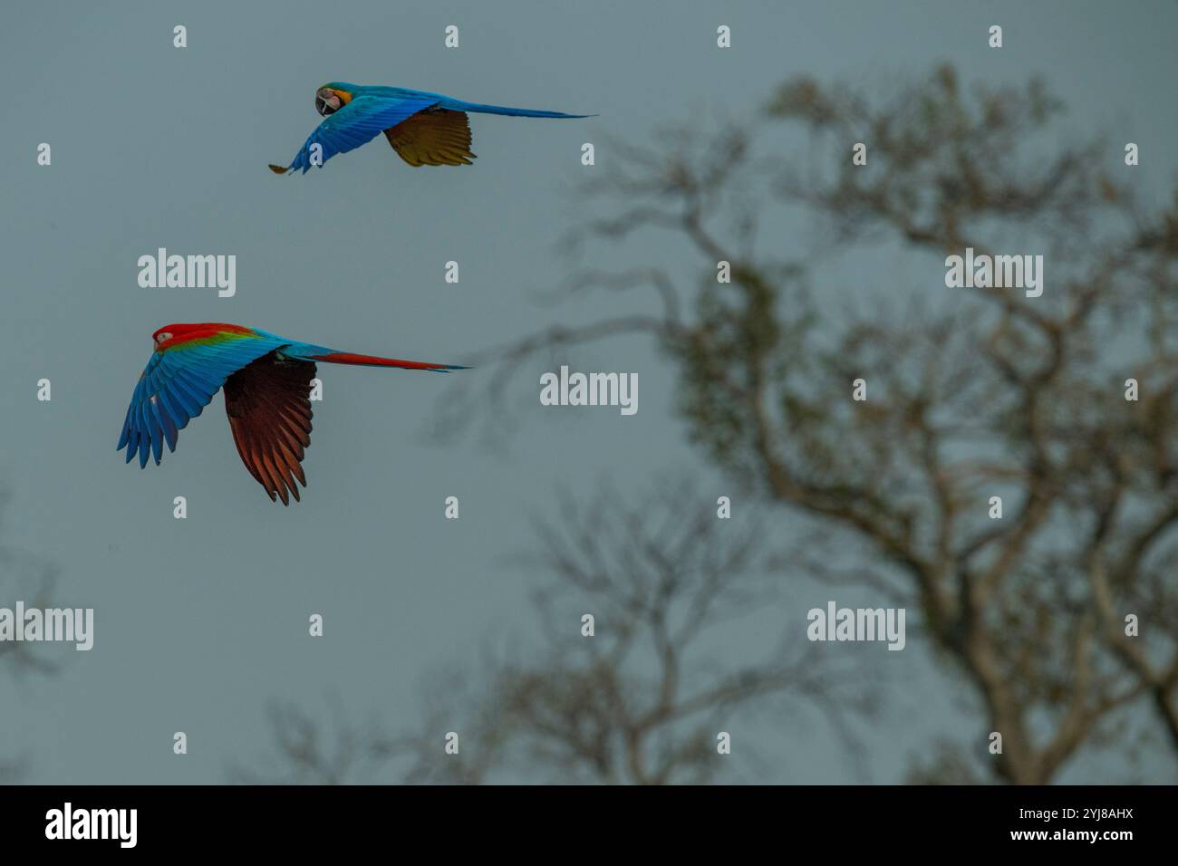 Un aras bleu et jaune (Ara ararauna) et un aras rouge et vert ou aras à ailes vertes (Ara chloropterus) survolant les falaises de grès de la Bura Banque D'Images