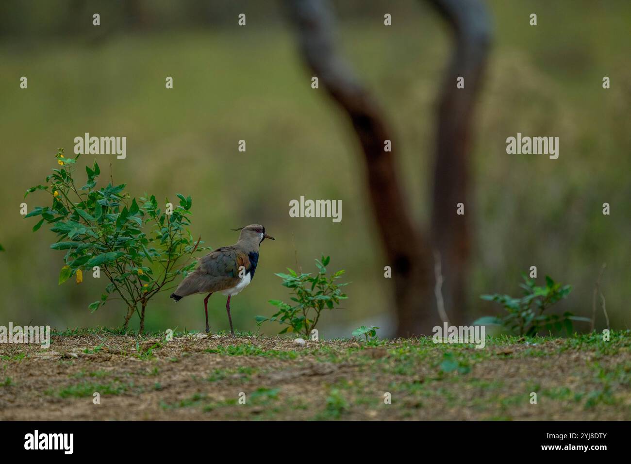 Un vallon méridional (Vanellus chilensis), dans les prairies près de la loge Aguape dans le sud du Pantanal, Mato Grosso do Sul, Brésil. Banque D'Images