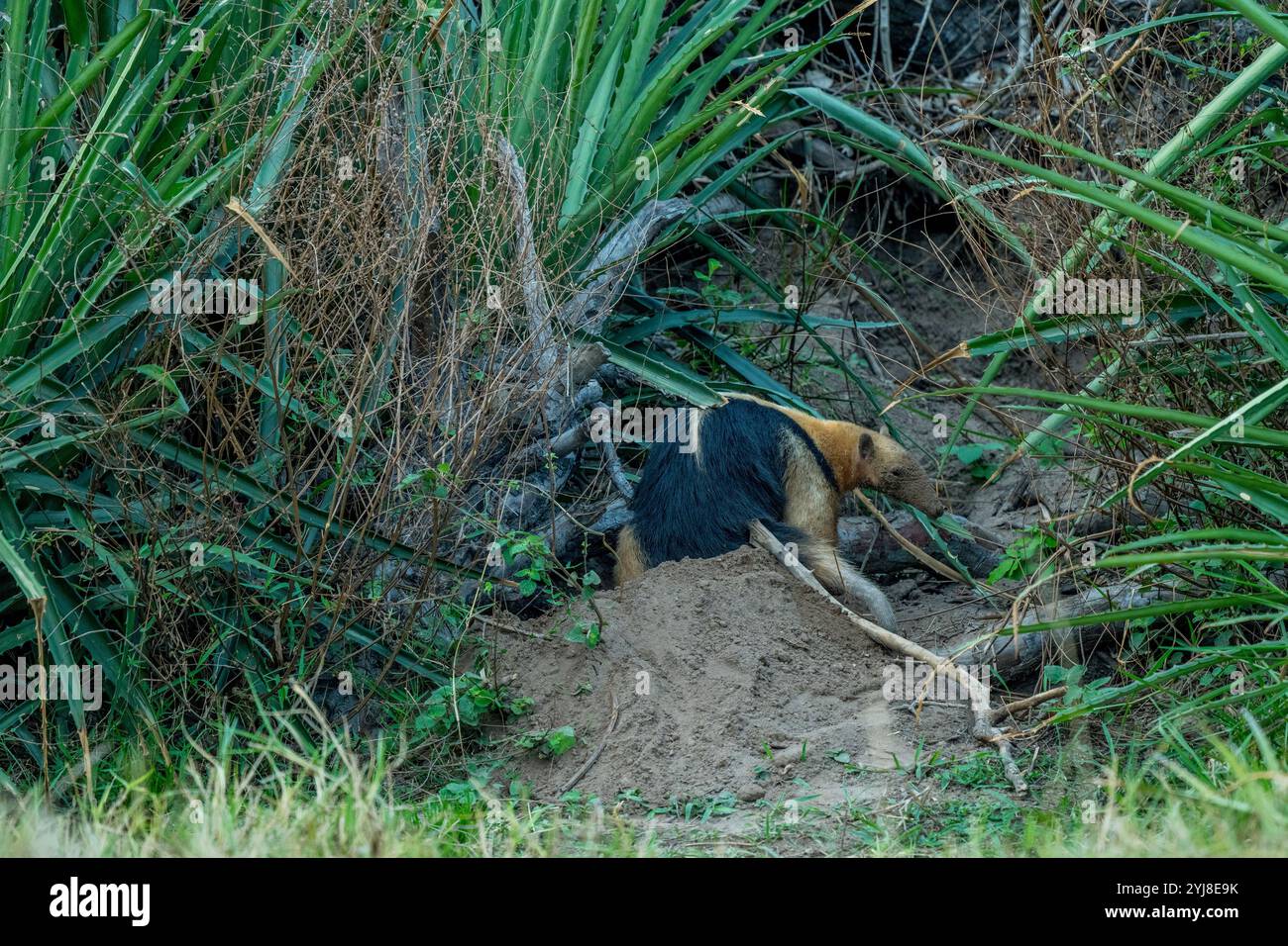 Un Tamandua méridional (Tamandua tetradactyla) à son terrier près de l'Aguape Lodge dans le sud du Pantanal, Mato Grosso do Sul, Brésil. Banque D'Images