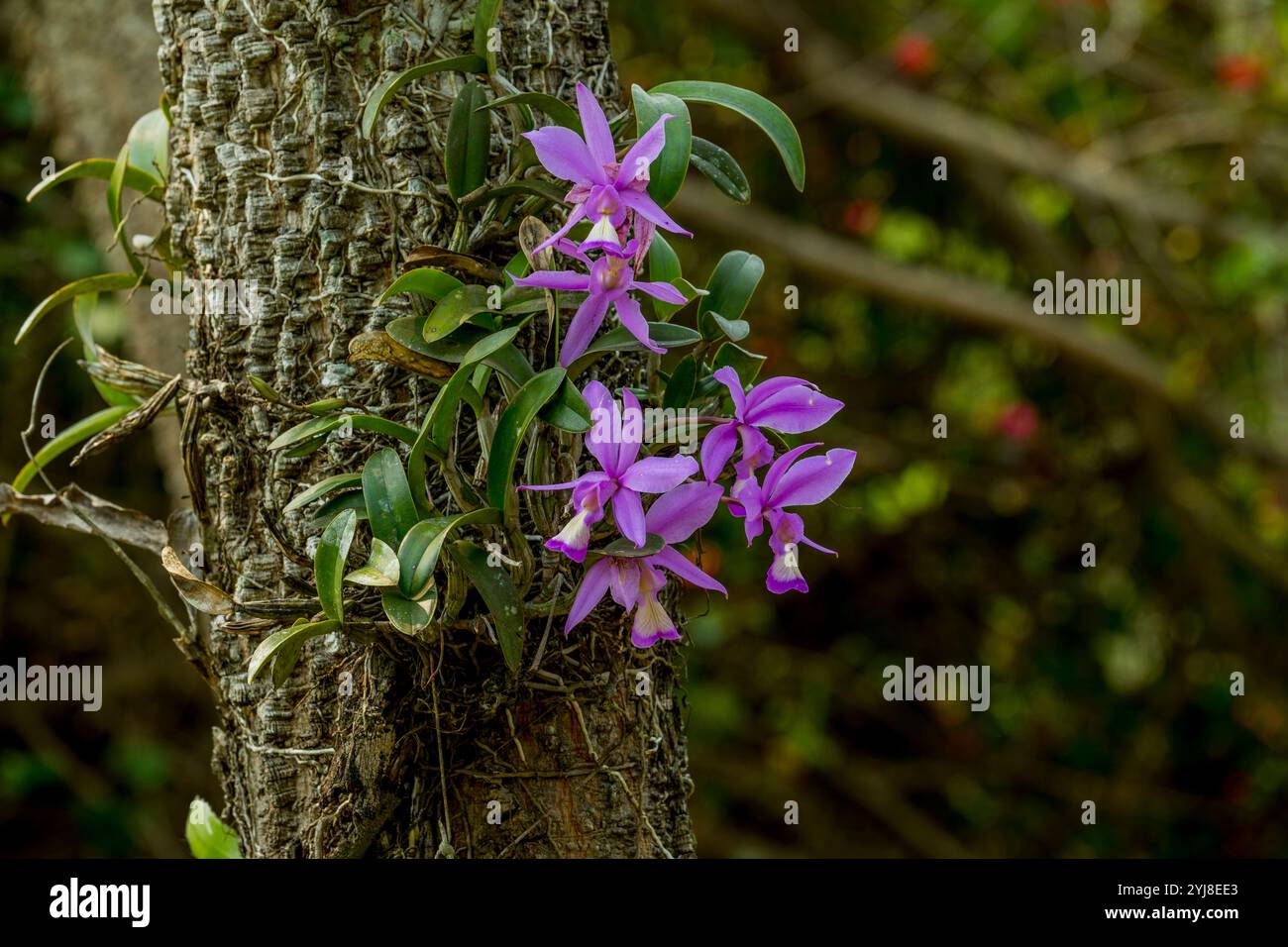 Orchidée Cattleya poussant sur un arbre dans un jardin près de Bonito, Mato Grosso do Sul, Brésil. Banque D'Images