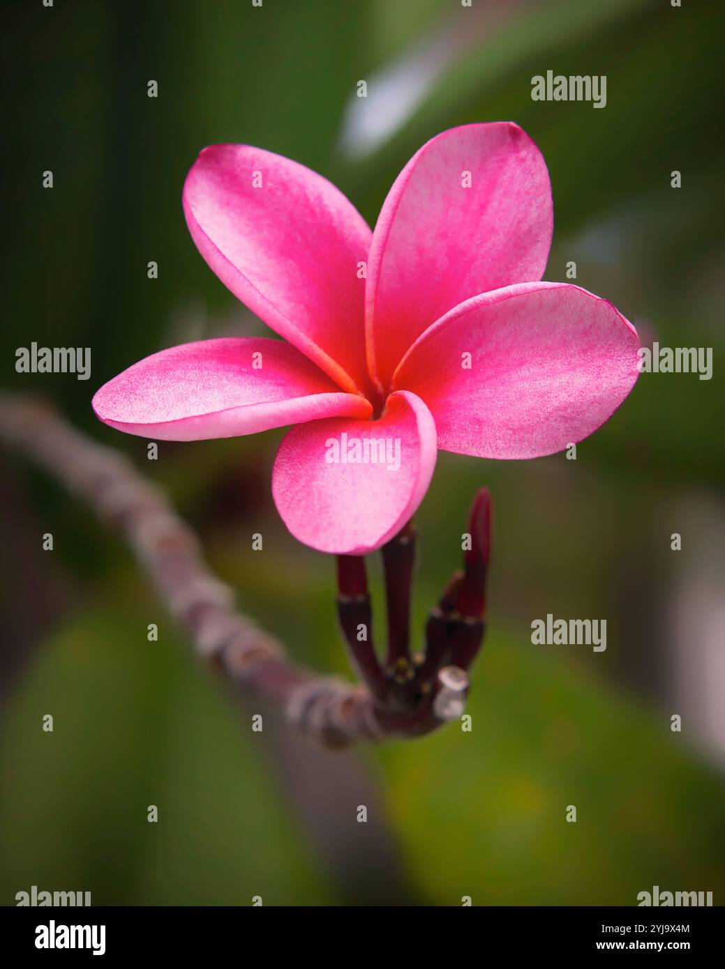 Vue rapprochée d'une Pink Plumeria (ALIAS Frangipani) Fleur sur une pointe de branche, Hawaii Banque D'Images