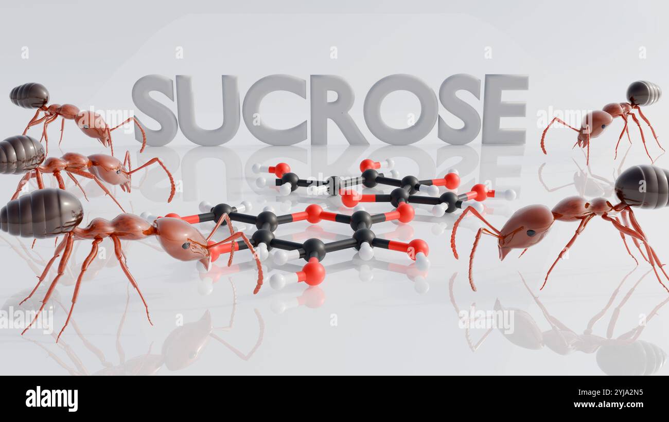 Les fourmis sont attirées par le saccharose, souvent préféré aux autres sucres, parce que c'est une source d'énergie concentrée, légère et facile à transporter Banque D'Images