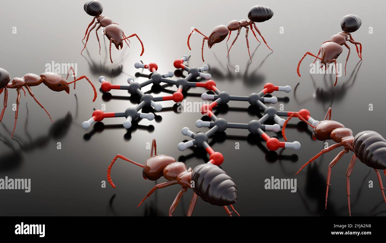 Les fourmis sont attirées par le saccharose, souvent préféré aux autres sucres, parce que c'est une source d'énergie concentrée, légère et facile à transporter Banque D'Images