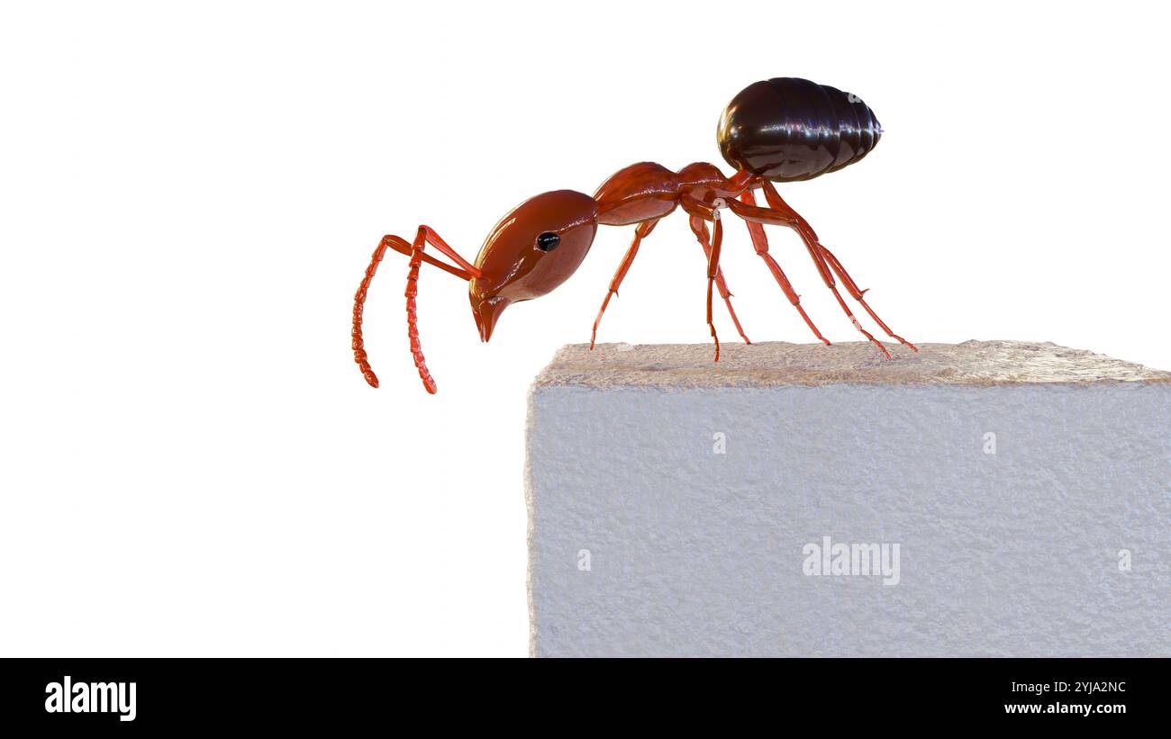 Les fourmis sont attirées par le saccharose, souvent préféré aux autres sucres, parce que c'est une source d'énergie concentrée, légère et facile à transporter Banque D'Images