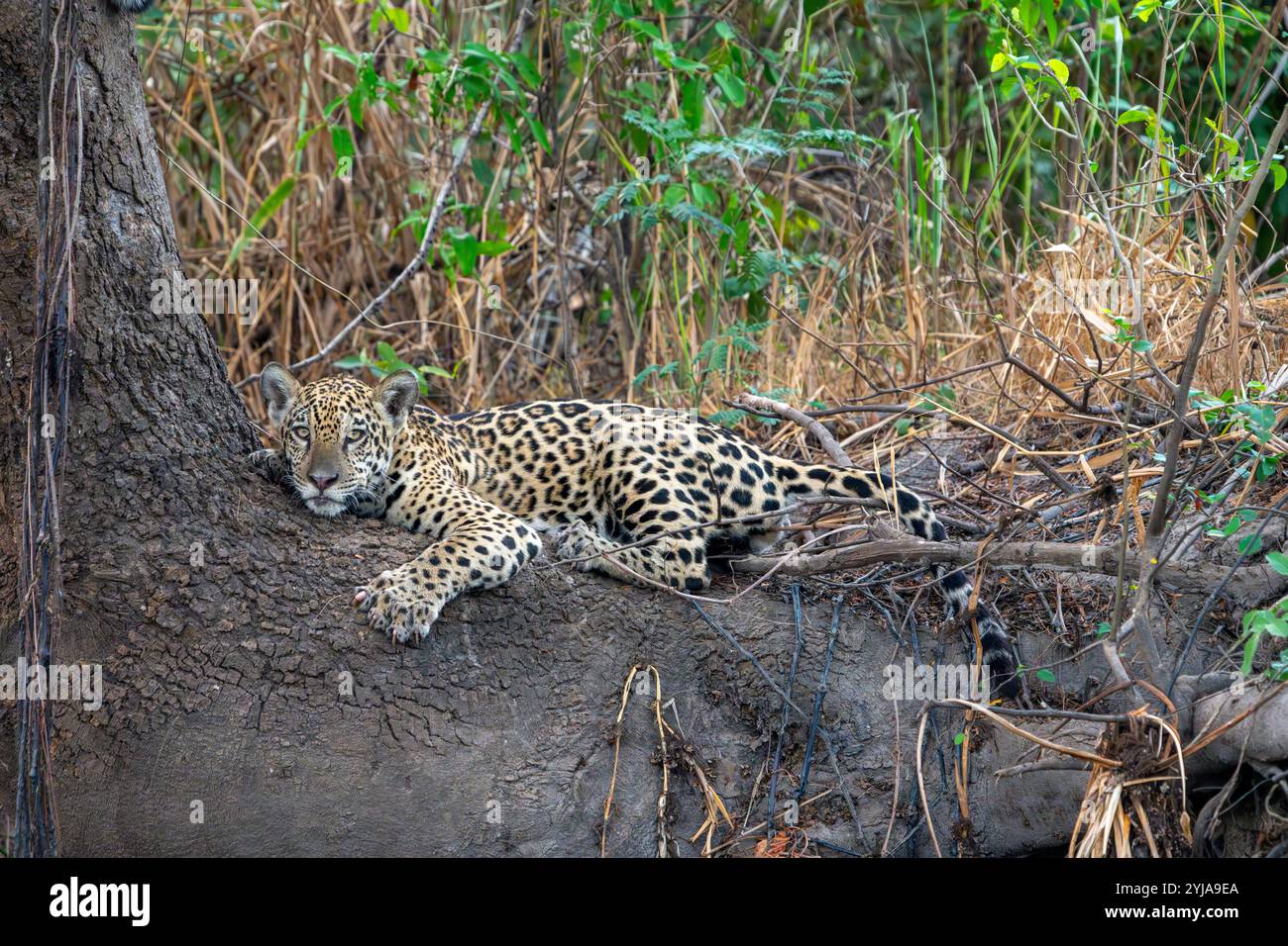 jaguar cub sur la base de l'arbre. Banque D'Images