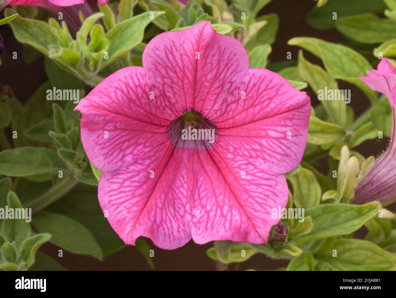 Pétunia 'SURFINIA Hot Pink' Banque D'Images