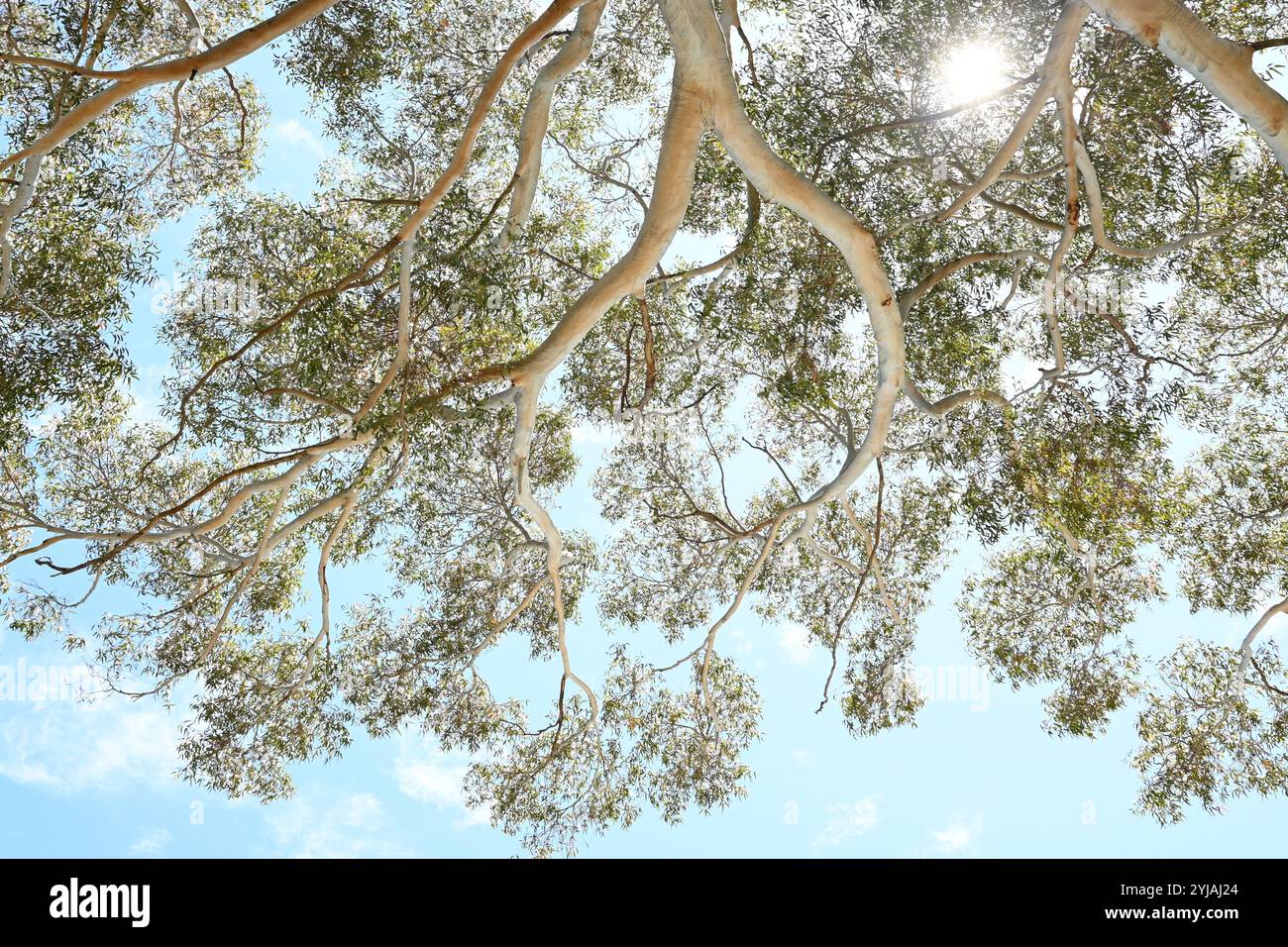 Auvent d'arbre surélevé avec filtre solaire à travers. Montre la grandeur de la canopée des arbres et la complexité qui peut être trouvée dans la nature. Banque D'Images