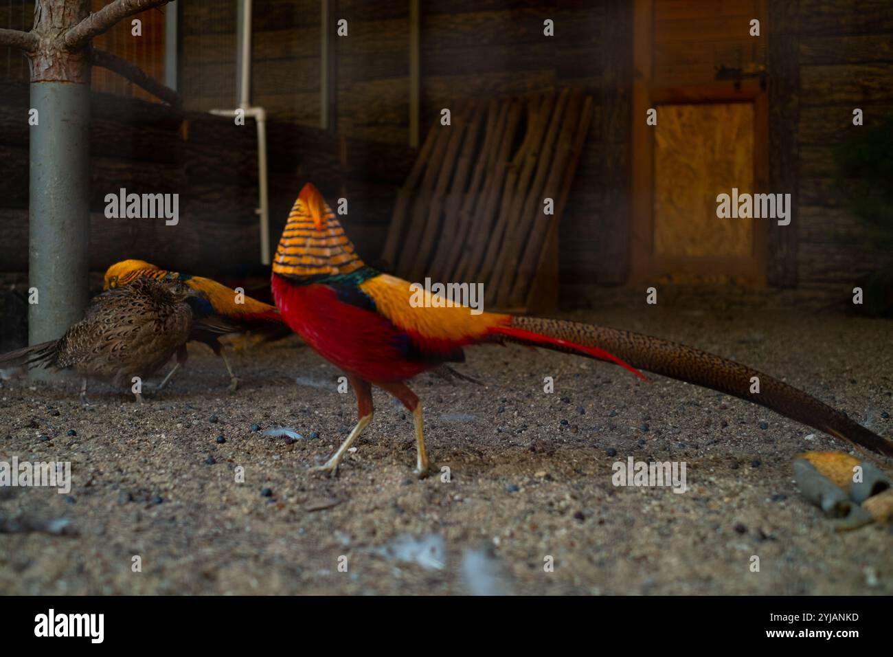 Faisan doré avec plumage vibrant debout dans une réserve naturelle présentant des espèces d'oiseaux rares et magnifiques lors de safaris. Banque D'Images
