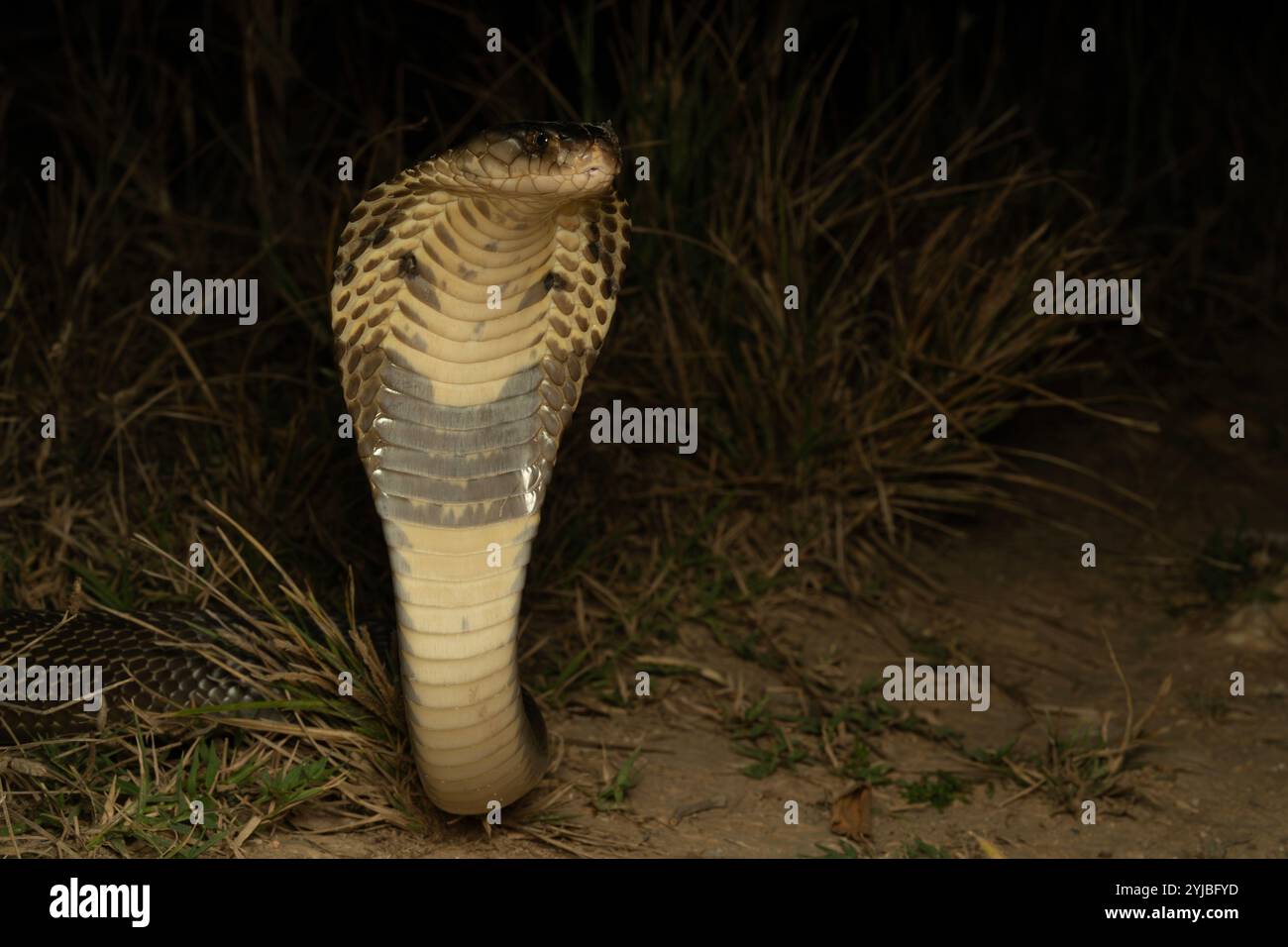 Le cobra monoclé, également appelé cobra monocellulaire et cobra crachant indien, est une espèce de cobra venimeux répandue dans toute l'Asie du Sud et du Sud-est. Banque D'Images