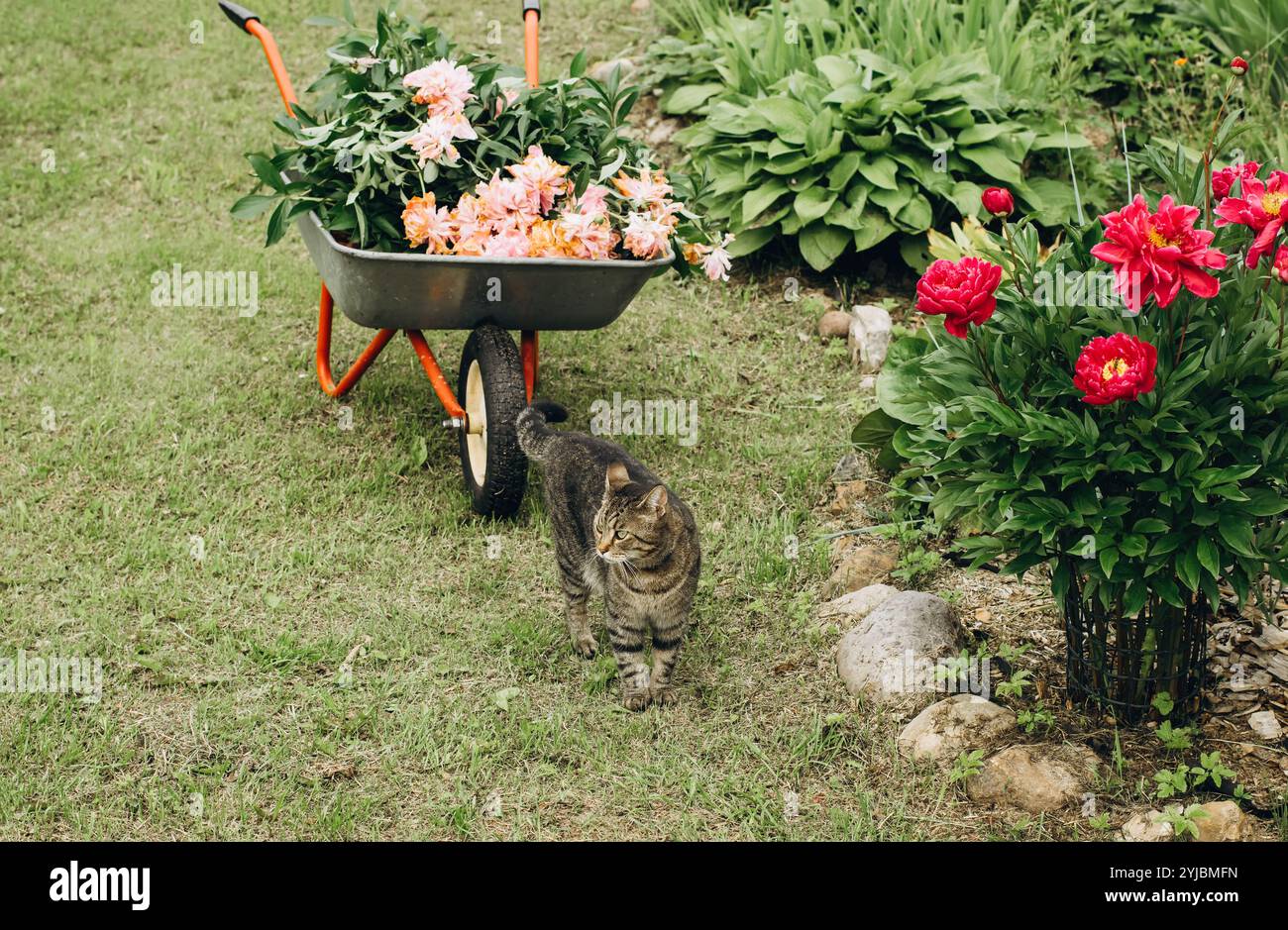 Un jardin tranquille avec une brouette remplie de fleurs et un chat curieux explorant parmi les fleurs de pivoines vibrantes. Banque D'Images