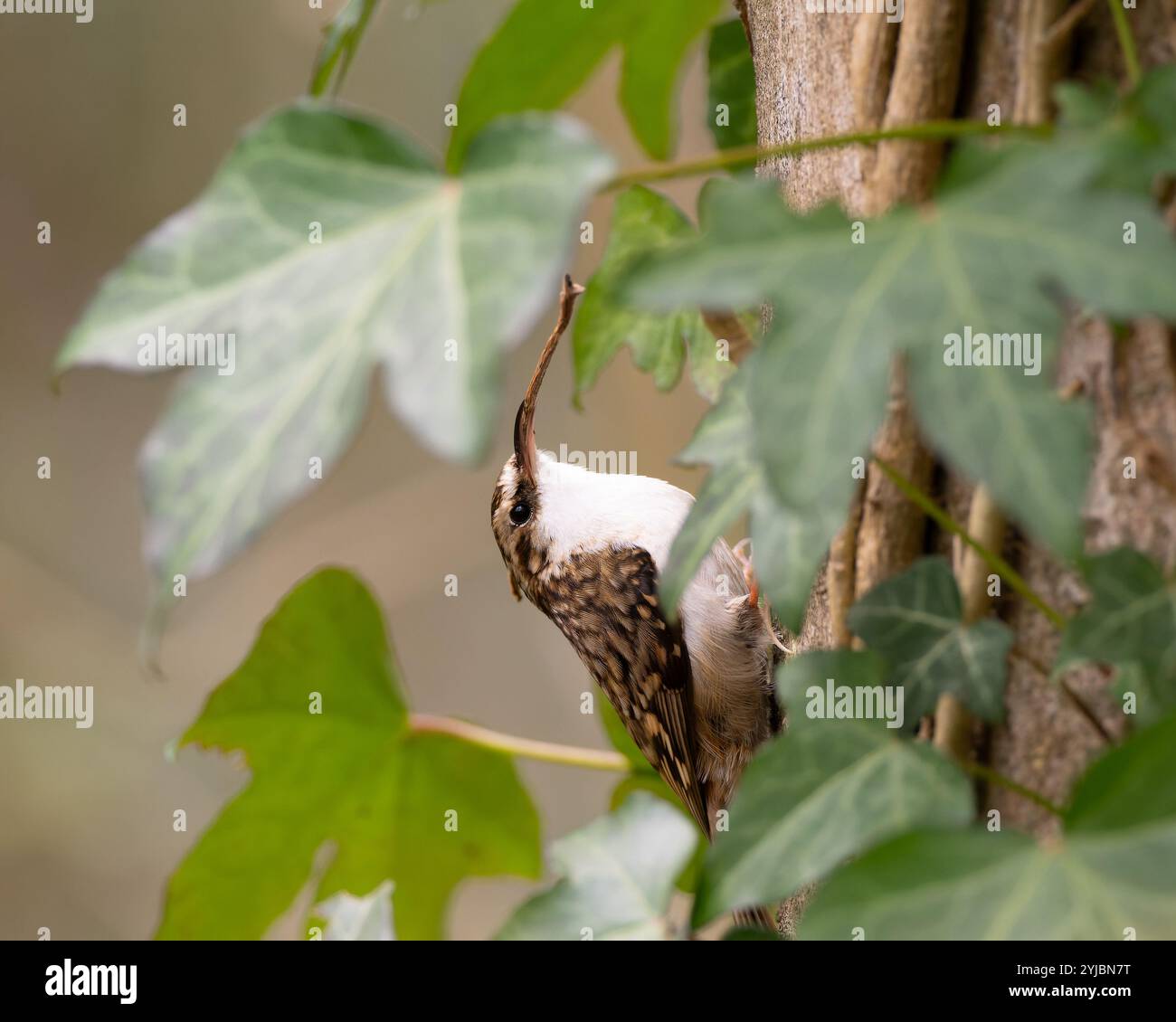Treecreeper avec une lourde charge sur la rivière Frome à Bristol Royaume-Uni [ Certhia familiaris ] Banque D'Images