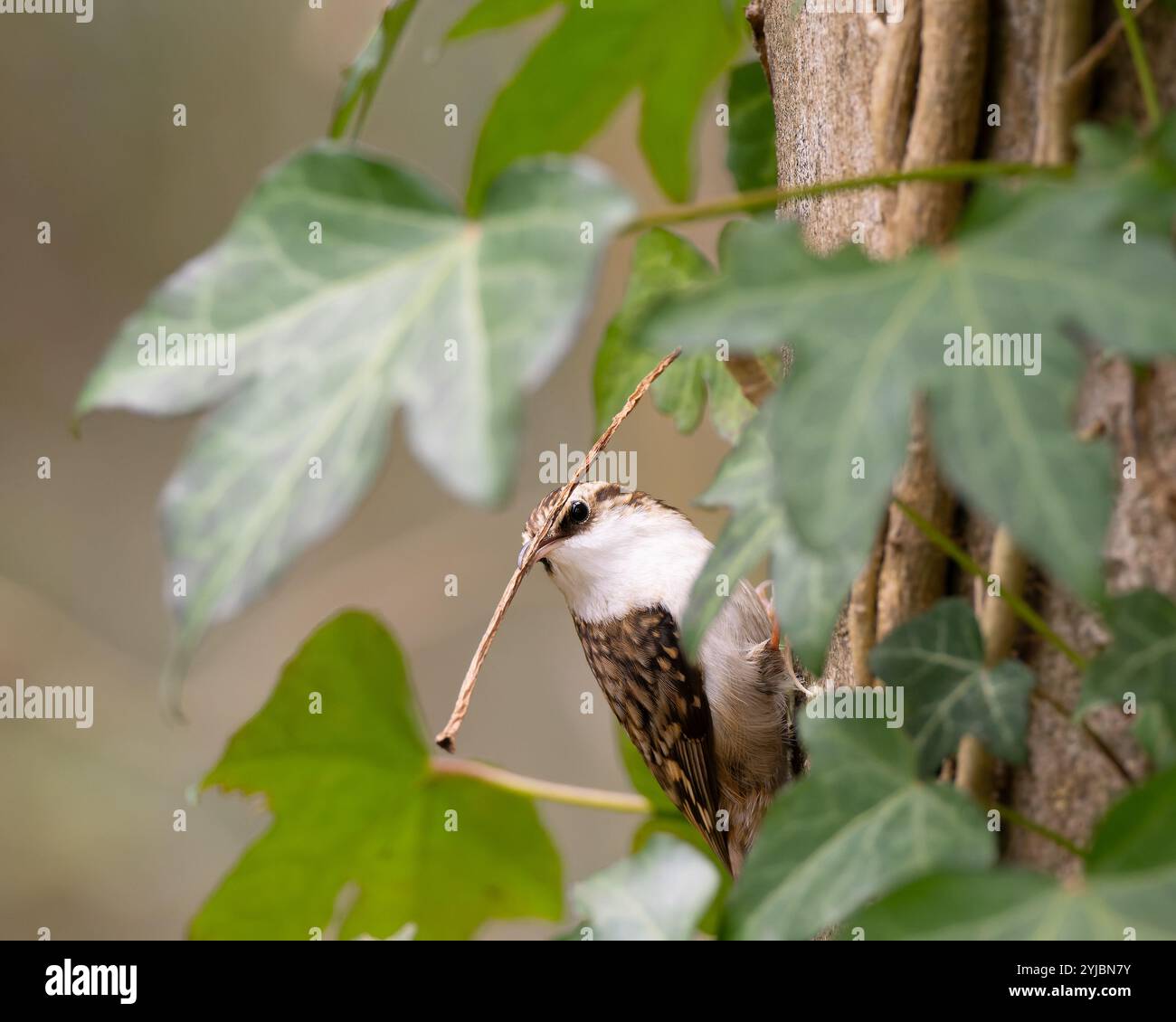 Treecreeper avec une lourde charge sur la rivière Frome à Bristol Royaume-Uni [ Certhia familiaris ] Banque D'Images