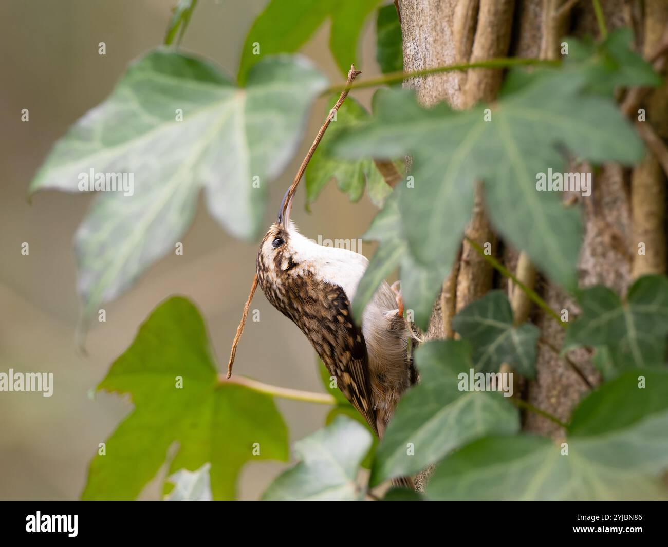 Treecreeper avec une lourde charge sur la rivière Frome à Bristol Royaume-Uni [ Certhia familiaris ] Banque D'Images