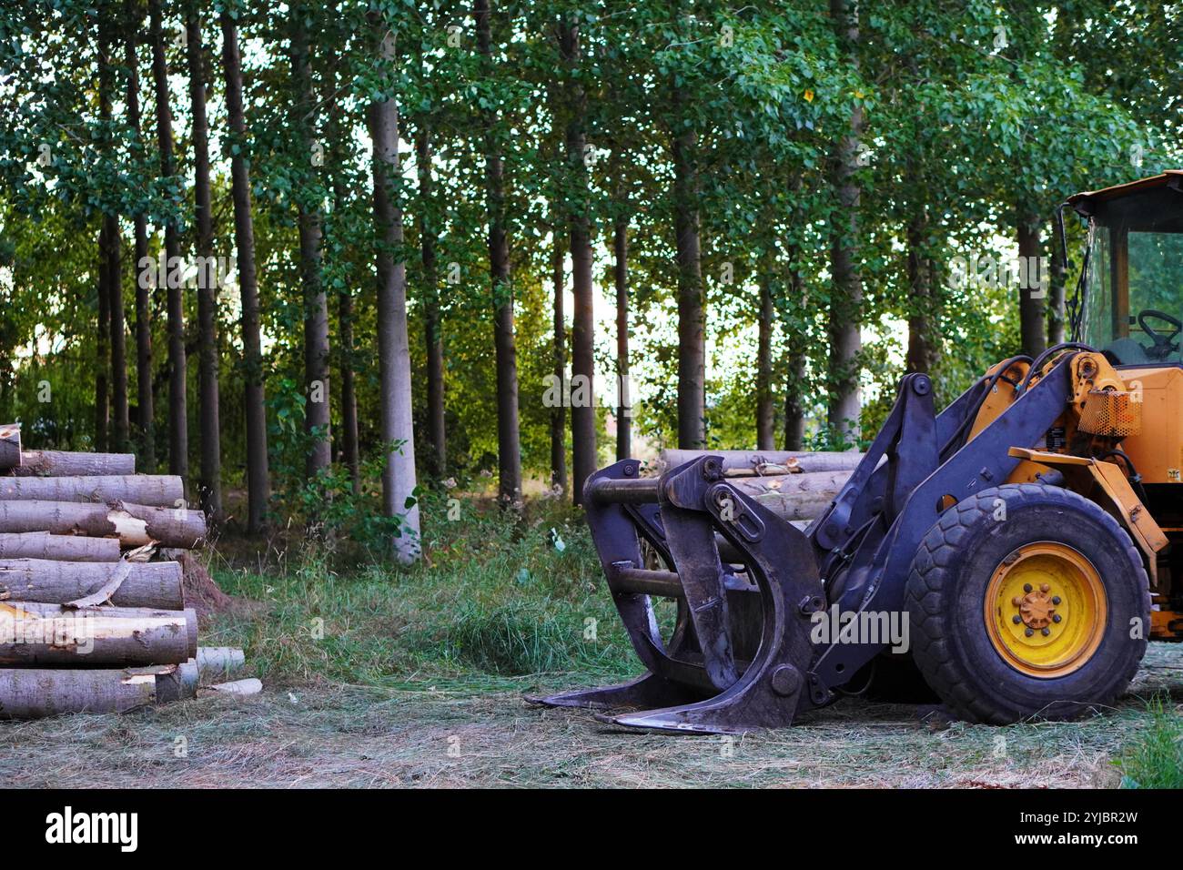 industrie du bois, machine de manutention avec grappin pour déplacer les grumes coupées pendant l'abattage des arbres Banque D'Images