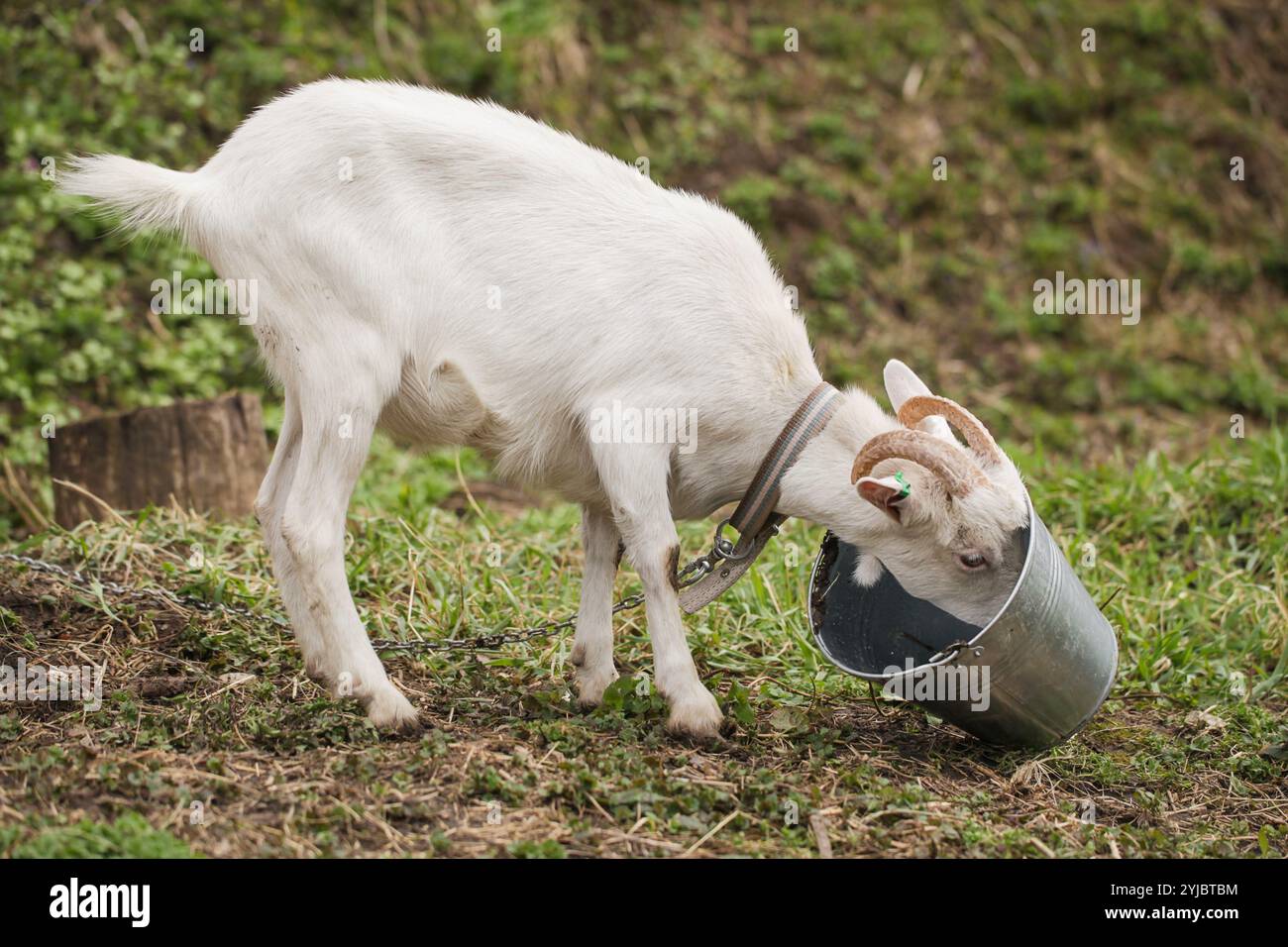 Seau de chèvre renversé pour l'eau. Chèvre et seau d'eau Banque D'Images