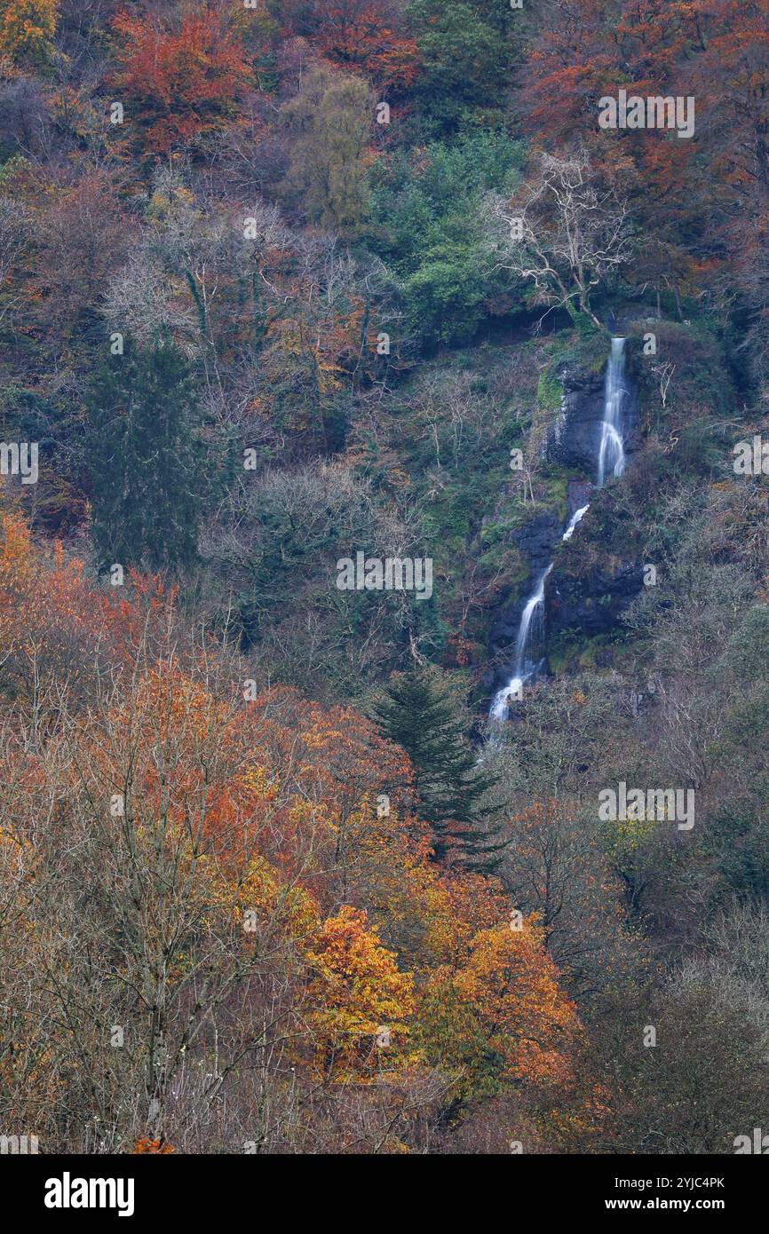 Canonteign Falls, Teign Valley, Royaume-Uni. 14 novembre 2024. Météo Royaume-Uni : Canonteign tombe aux couleurs de l'automne dans la vallée de Teign, Devon. Crédit : Nidpor/Alamy Live News Banque D'Images