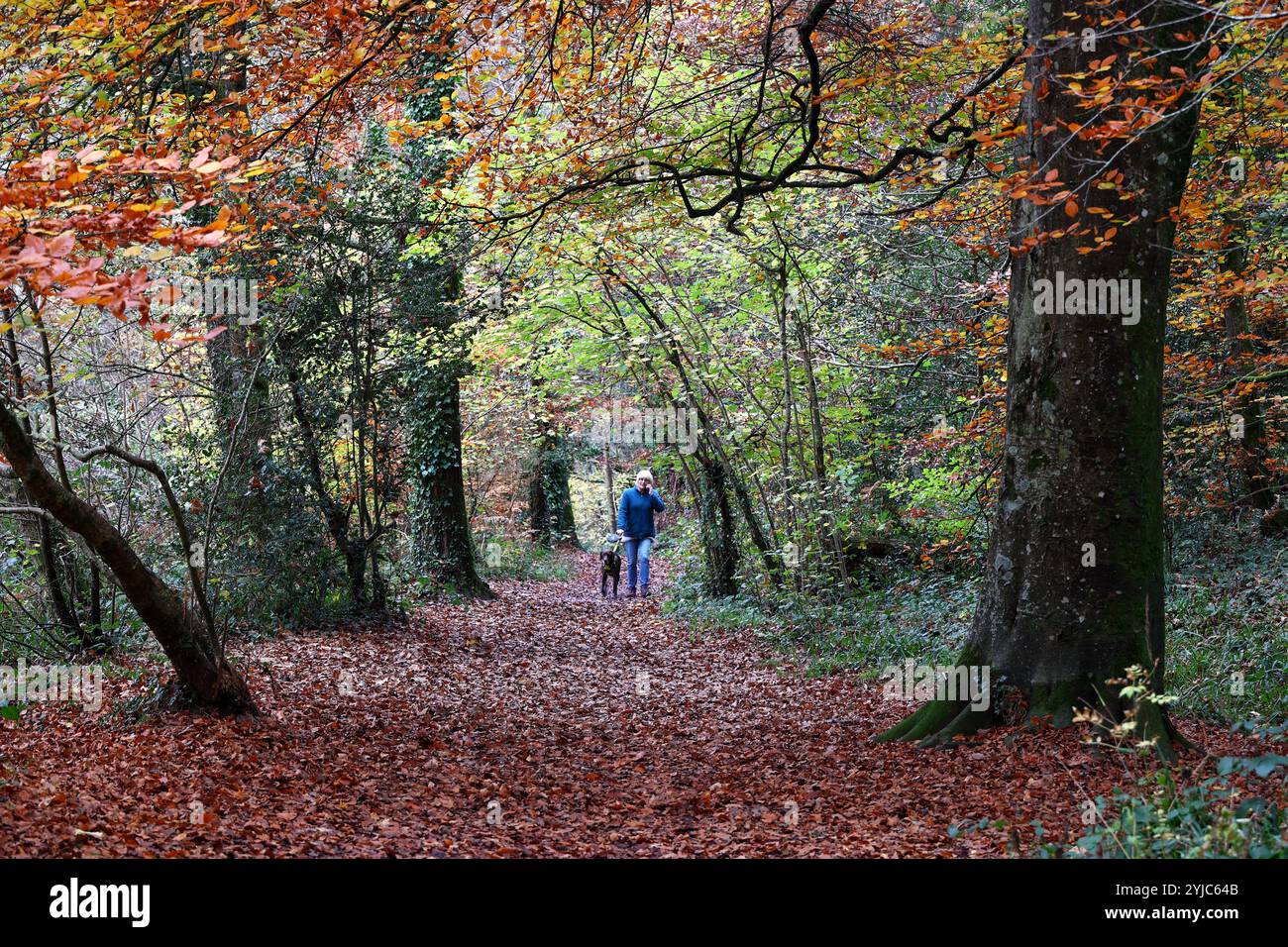 Dunsford, Teign Valley, Royaume-Uni. 14 novembre 2024. Météo Royaume-Uni : promeneur de chiens dans les bois colorés de Dunsford, Teign Valley, Devon. Crédit : Nidpor/Alamy Live News Banque D'Images