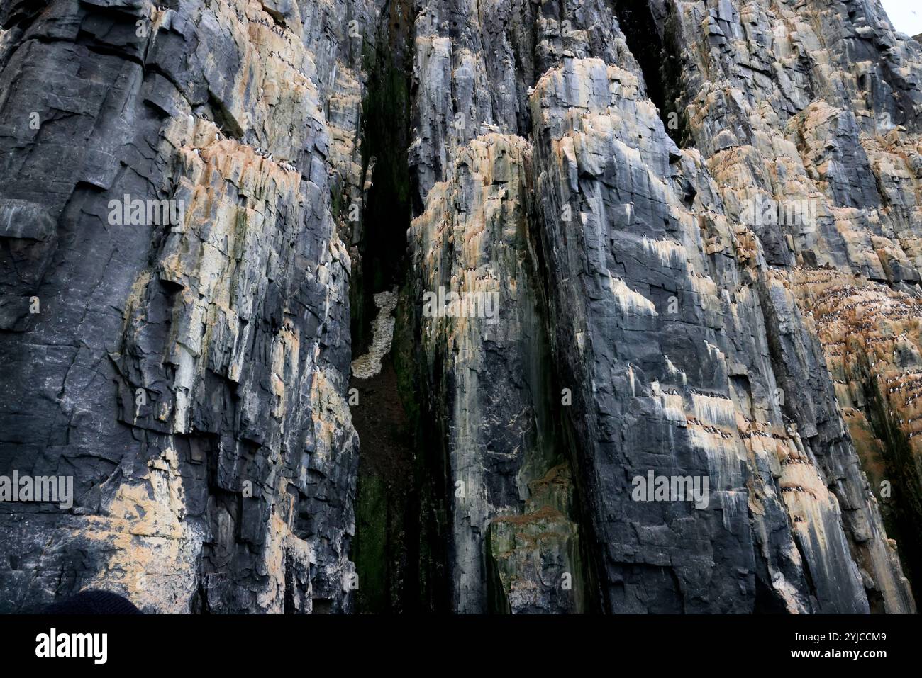 La spectaculaire falaise d'Alkefjellet avec des guillemots, des colonnes de dolérite, Svalbard Banque D'Images