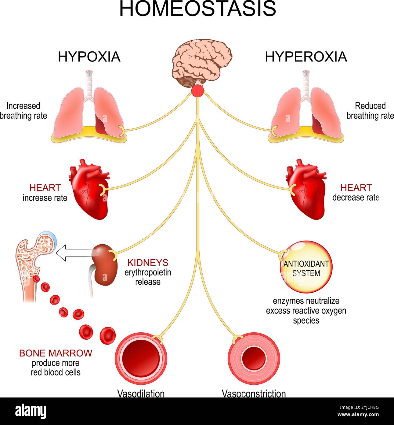 Homéostasie gazeuse. Bilan d'oxygène. Hypoxie, hyperoxie ou hypercapnie. Régulation du dioxyde de carbone. Système respiratoire humain. Saturation en oxygène. Pos. Vectorielle Illustration de Vecteur