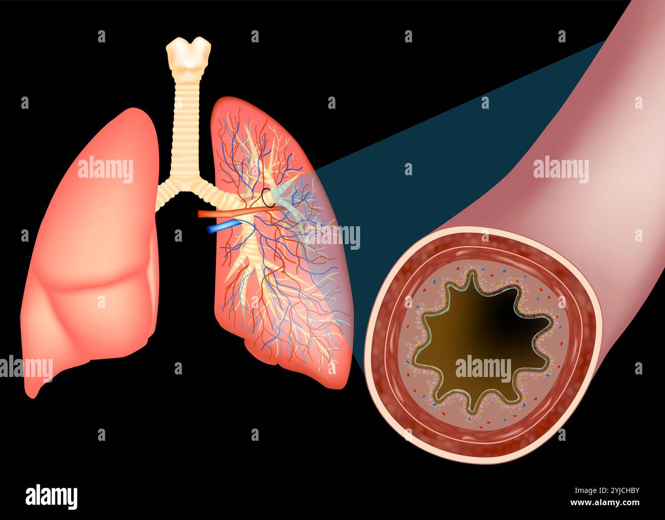 Schema respiratorio Banque d'images vectorielles - Page 3 - Alamy