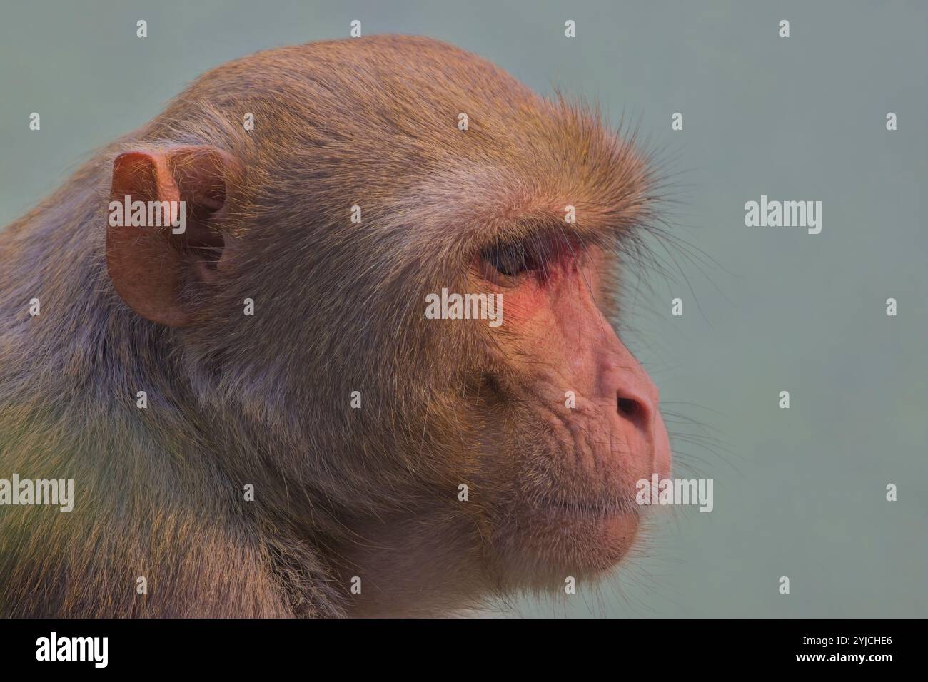 Macaque rhésus, singe, (Macaca mulatta), portrait de profil, Sanctuaire ornithologique de Bharatpur, parc national Keoladeo, Bharatpur, Rajasthan, Inde. Banque D'Images