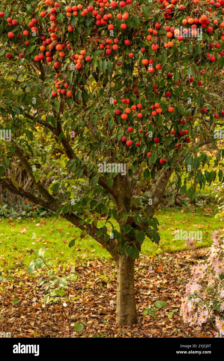 Brillant Cornus Kousa 'John Slocock' dans ses couleurs d'automne avec 'fruit'. Légitime, séduisant, fiable, authentique, d'humeur sombre, nouveau, sain, soulful Banque D'Images