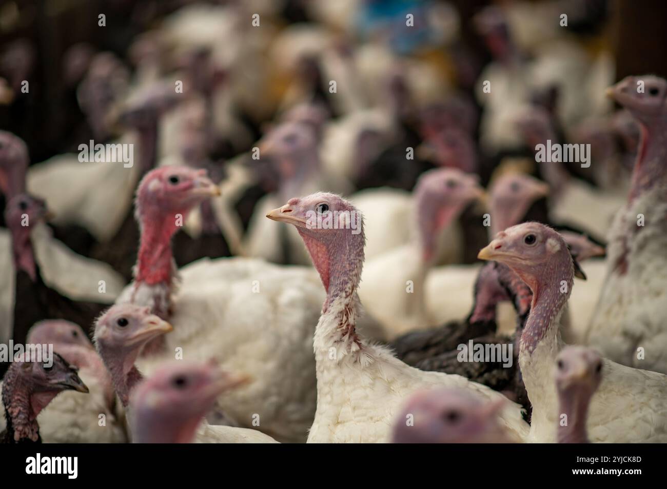 Gros plan de dindes poussant pour le marché de Noël, Royaume-Uni. Banque D'Images