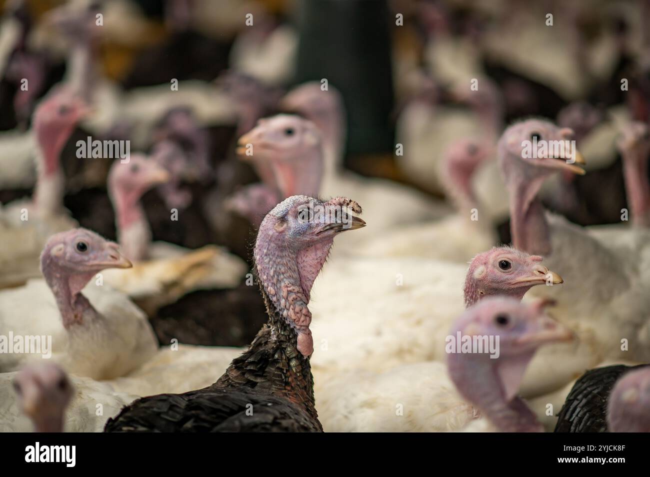 Gros plan de dindes poussant pour le marché de Noël, Royaume-Uni. Banque D'Images