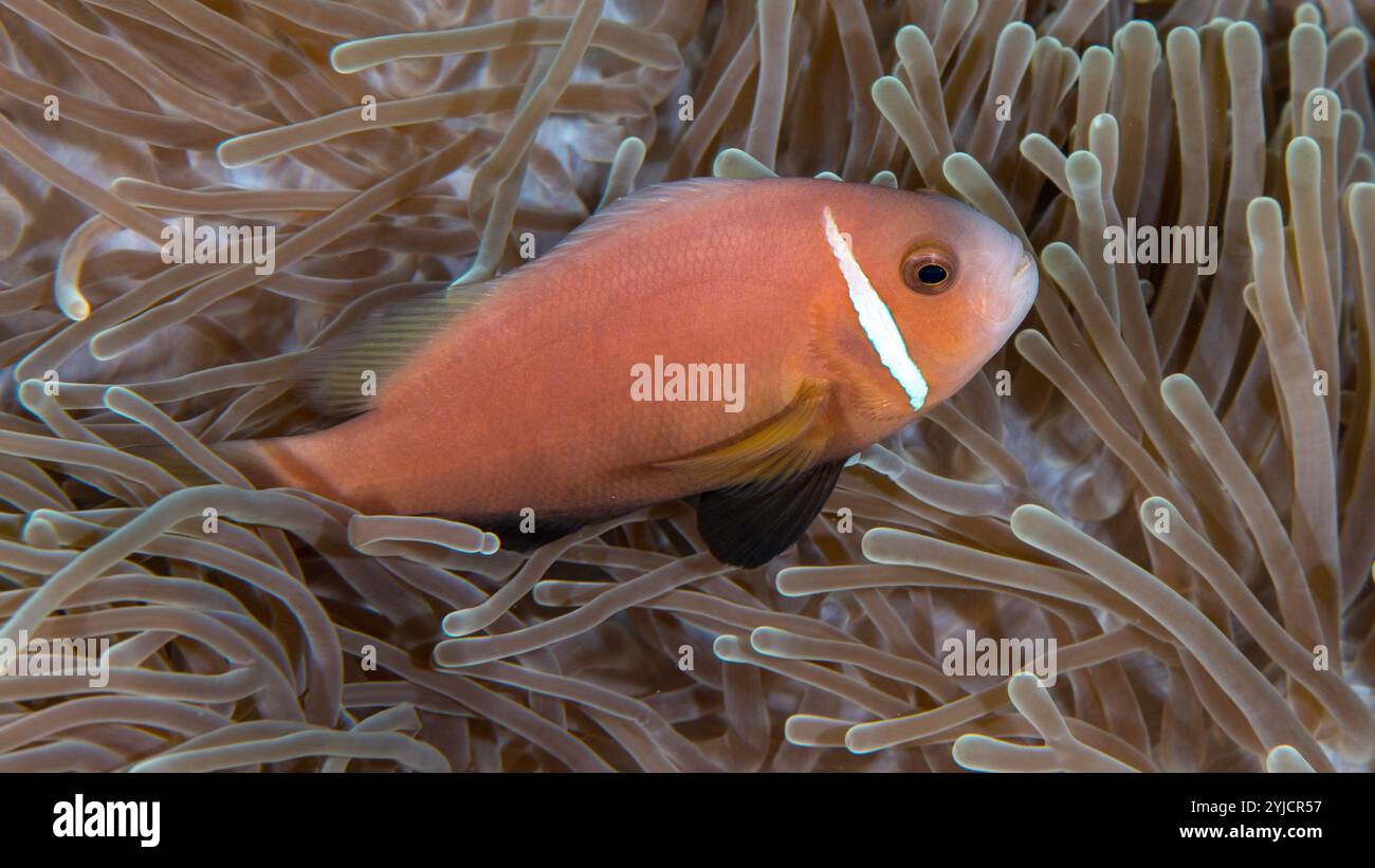 poisson-clown anémonefish maldive Banque D'Images