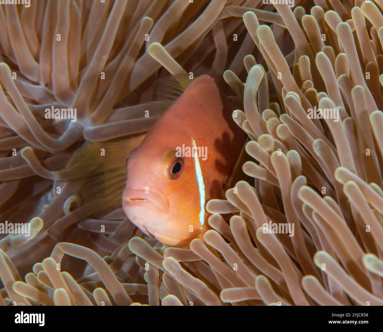 poisson-clown anémonefish maldive Banque D'Images