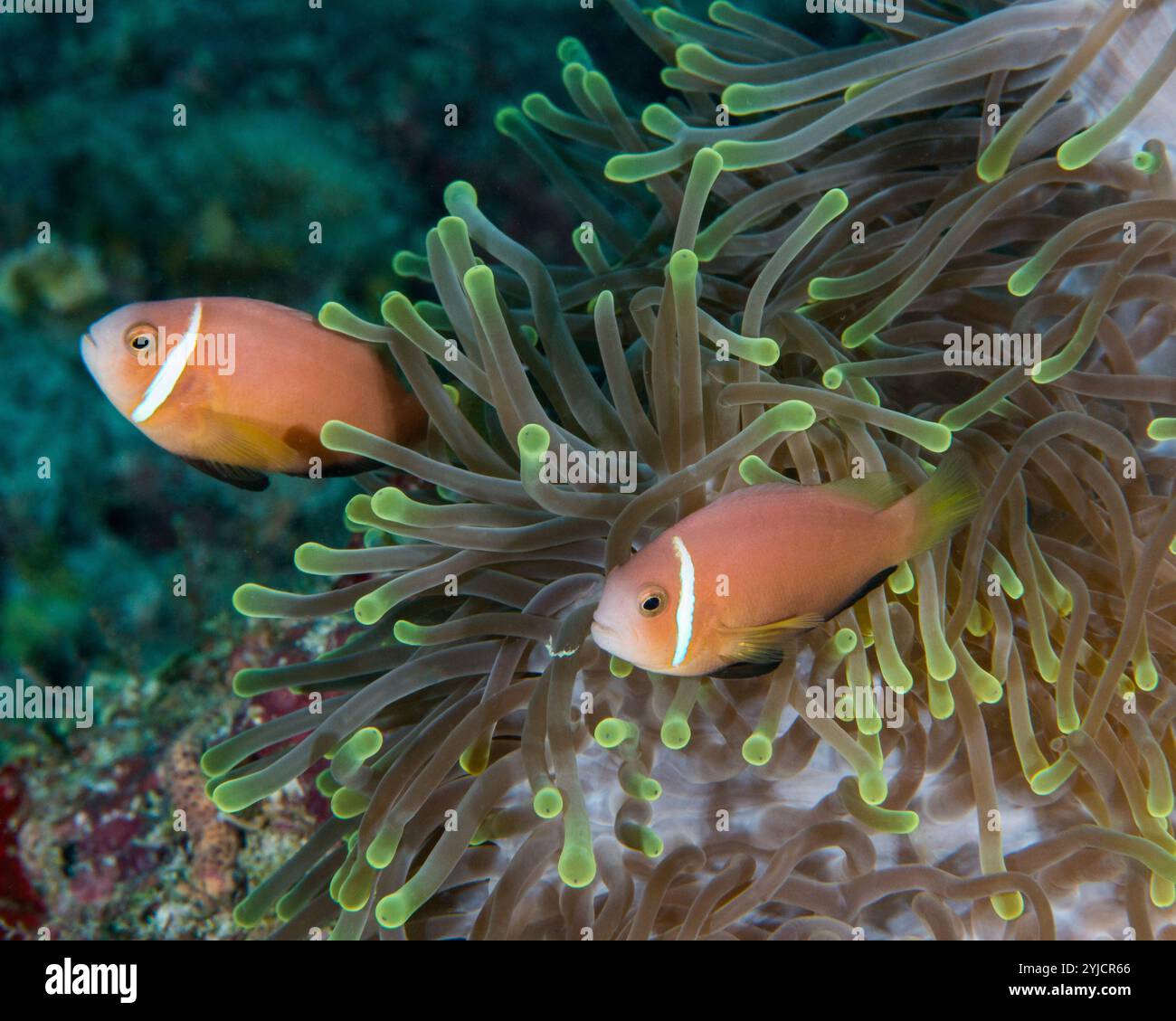 poisson-clown anémonefish maldive Banque D'Images