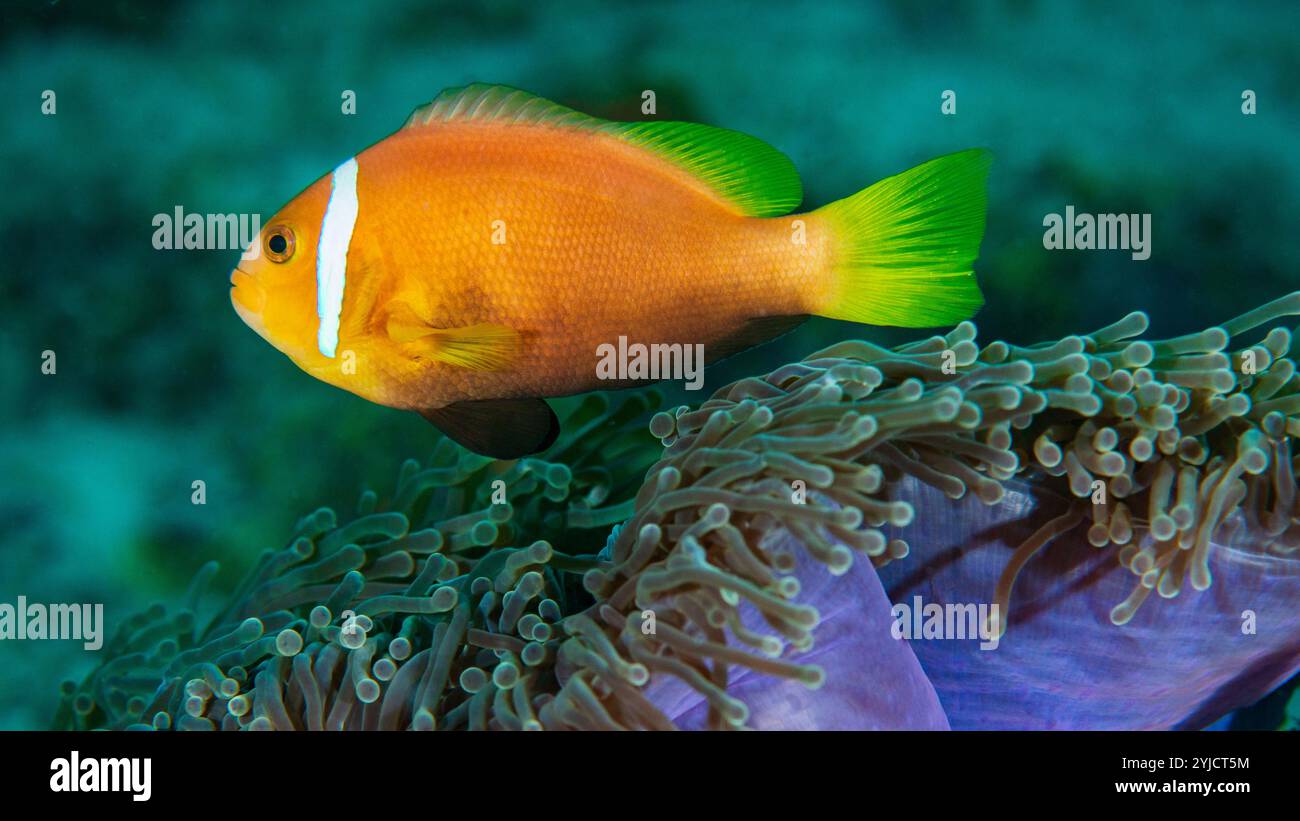 poisson-clown anémonefish maldive Banque D'Images