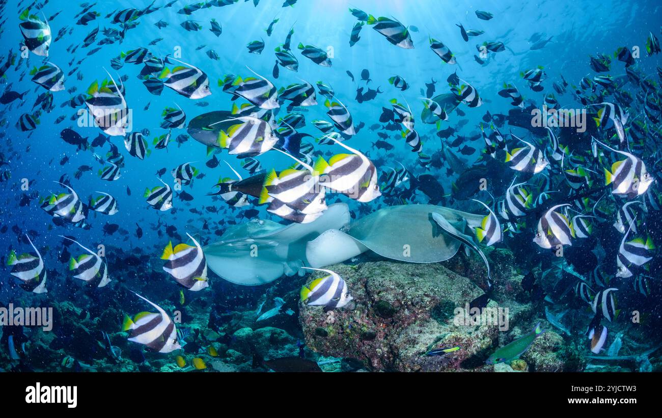 usine de poisson maldives Banque D'Images