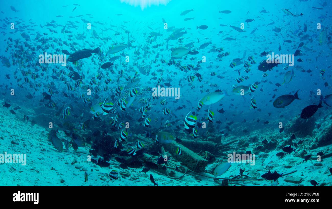 usine de poisson maldives Banque D'Images