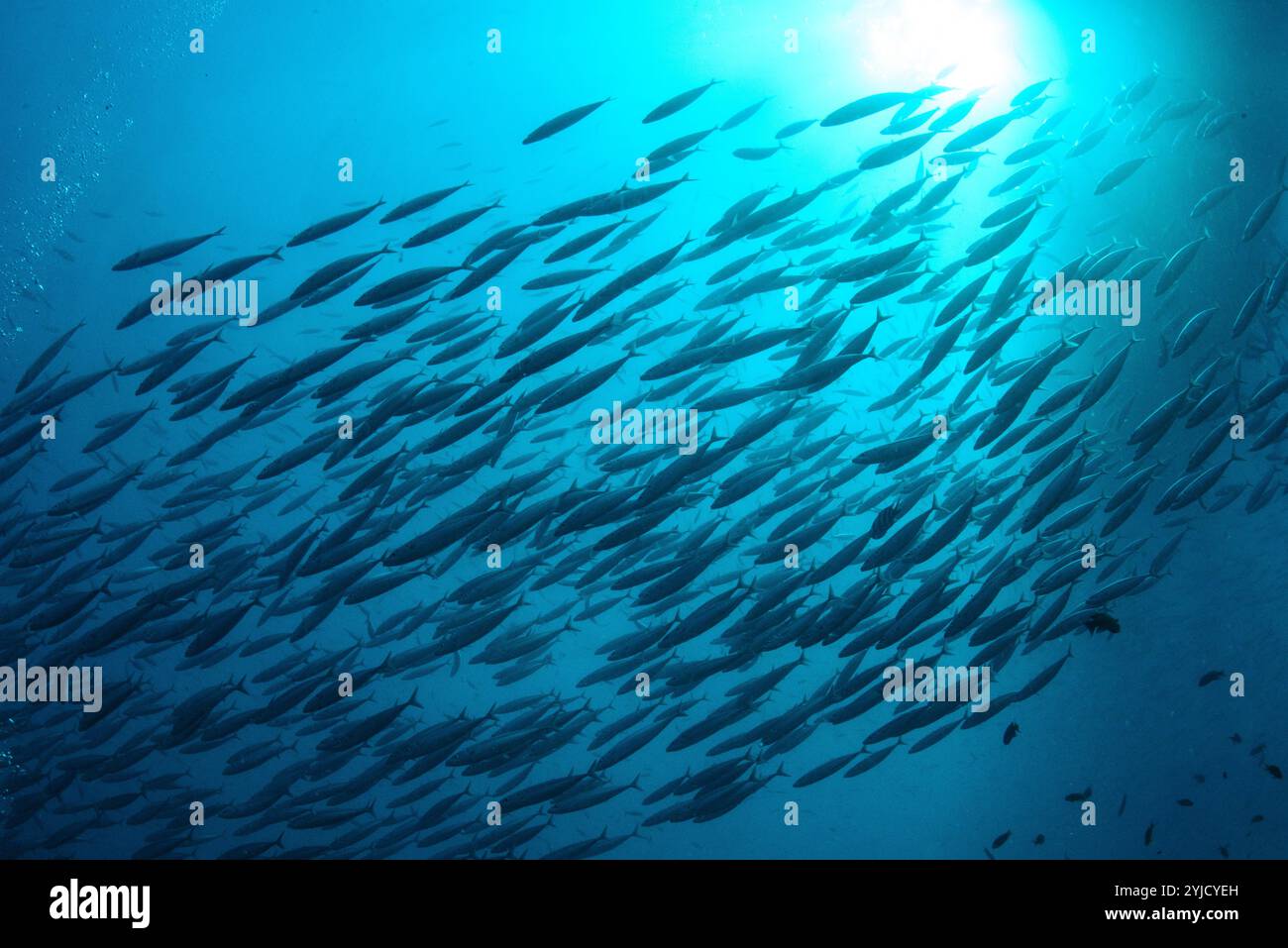 poisson au-dessus de l'épave de ss thistlegorm mer rouge Banque D'Images