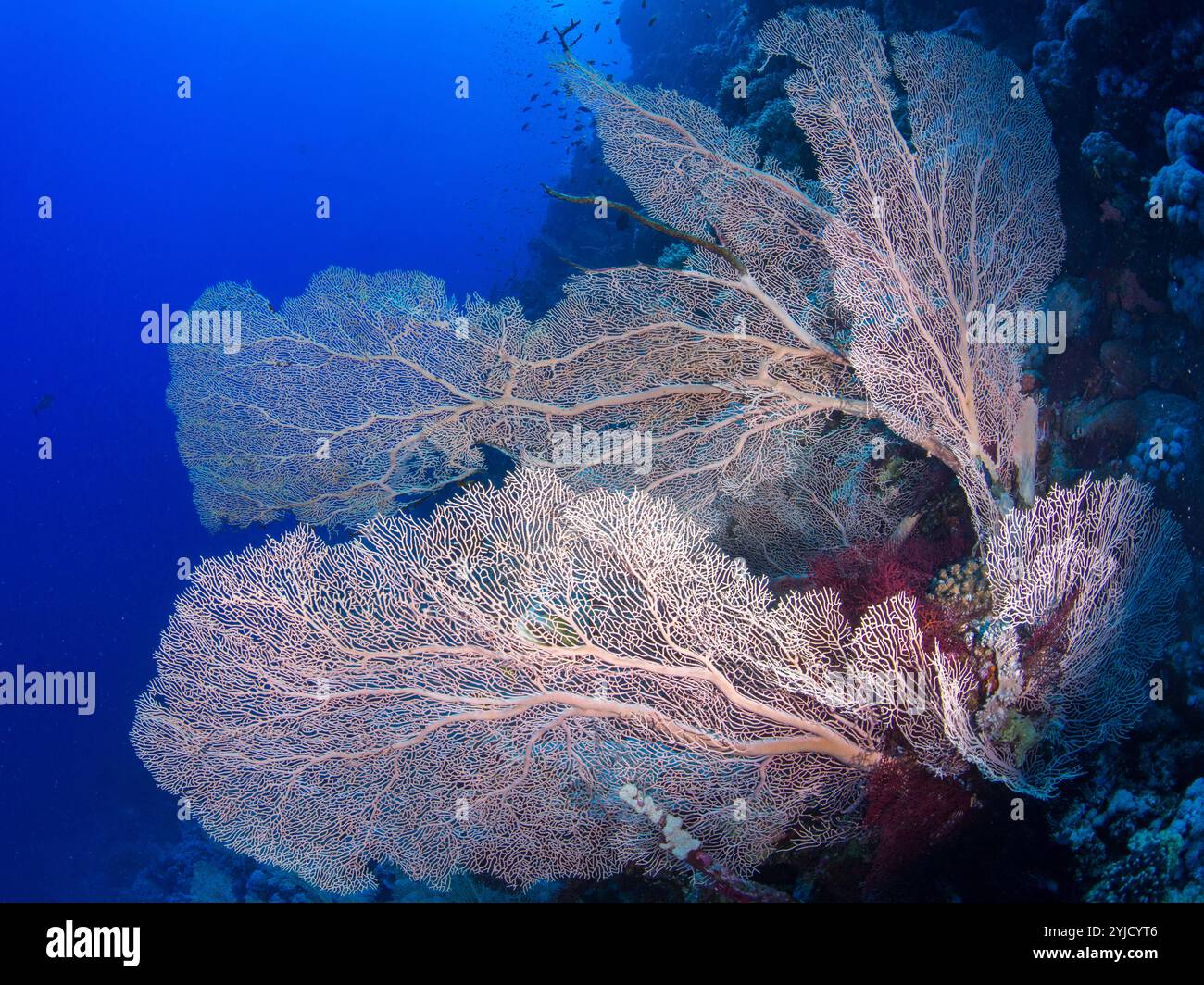 éventail corail mer rouge Banque D'Images