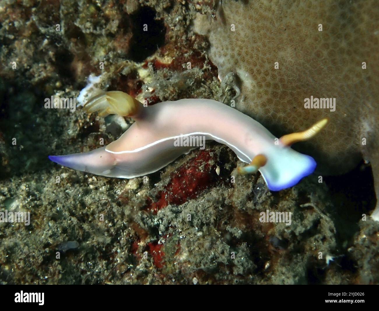Escargot de mer exotique avec détails bleus, escargot étoilé de Bullock (Hypselodoris bullockii) . Site de plongée Prapat, Penyapangan, Bali, Indonésie, Asie Banque D'Images