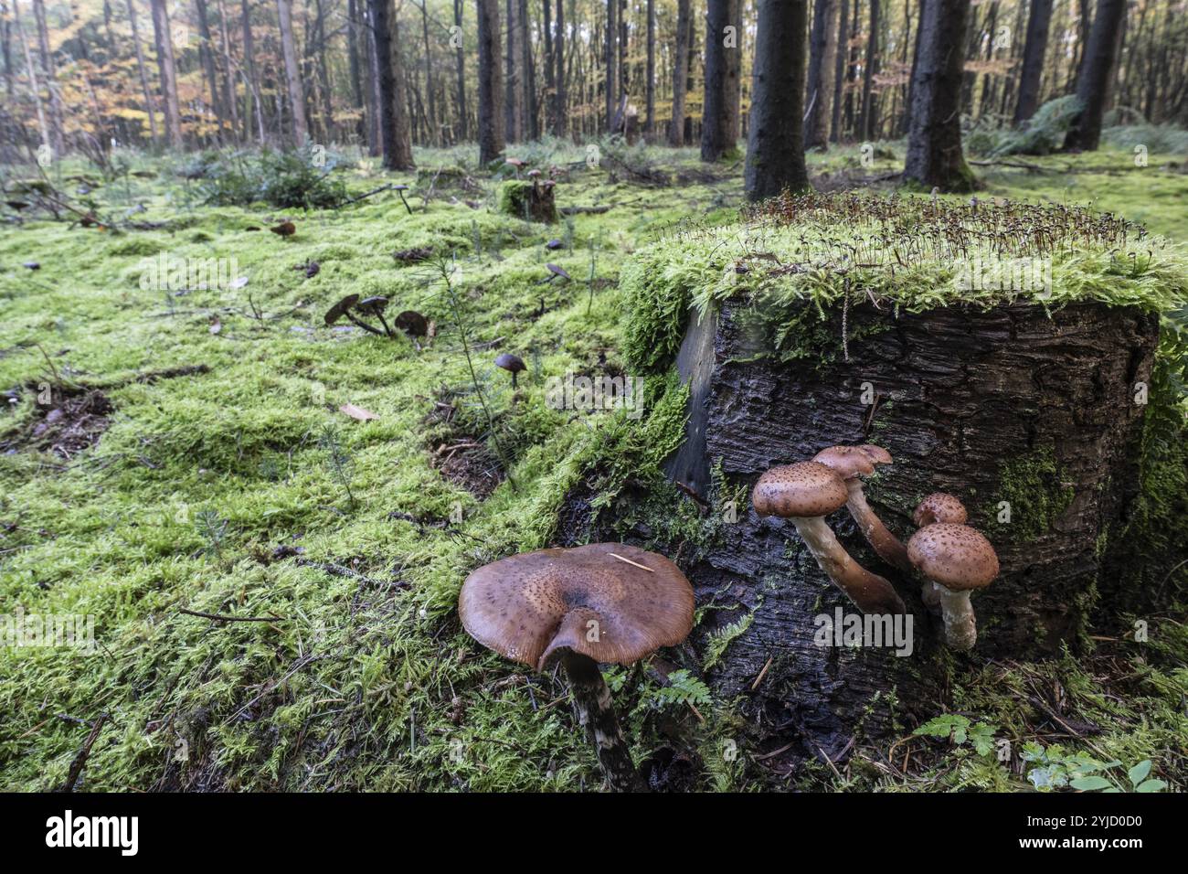 Armillaria polymyces (Armillaria ostoyae) dans la forêt, Emsland, basse-Saxe, Allemagne, Europe Banque D'Images